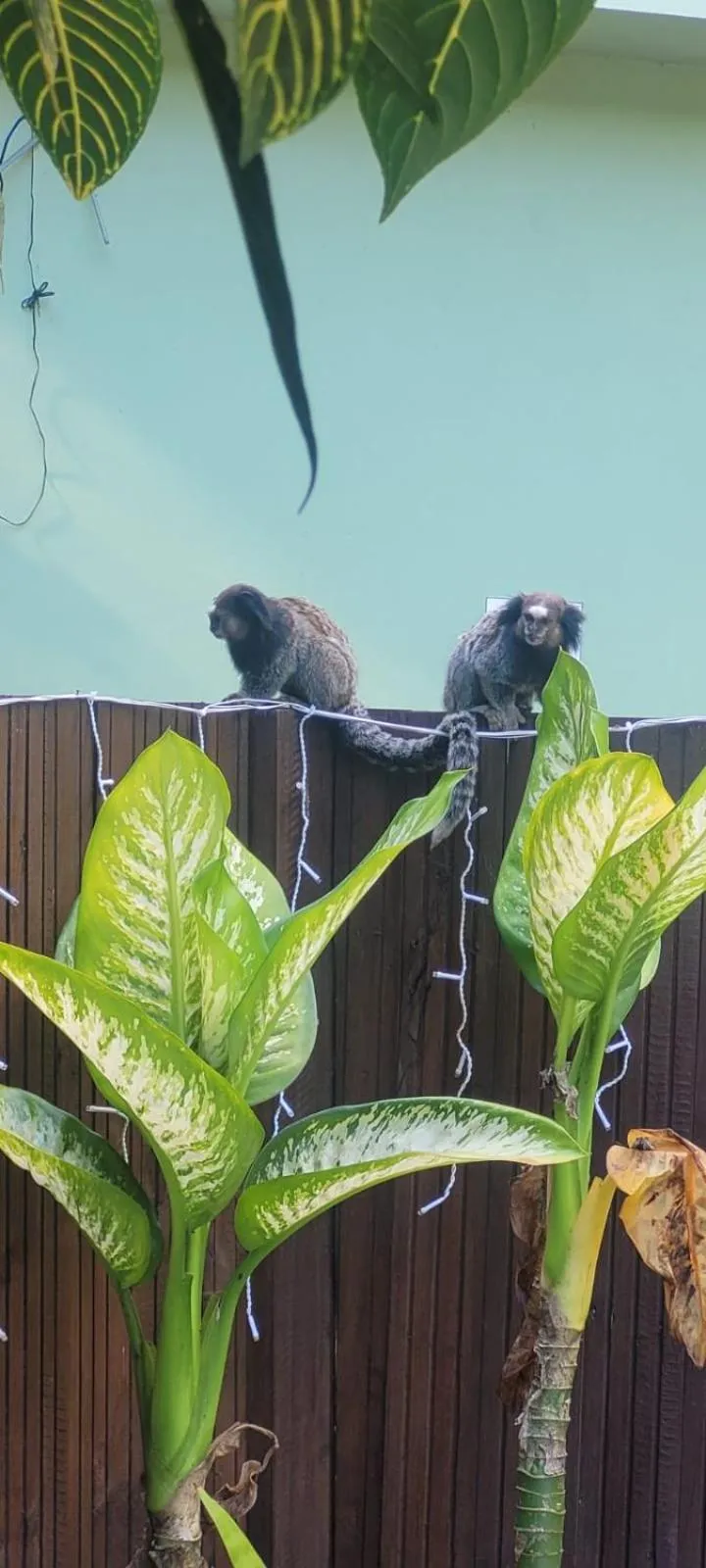 Animals in Pousada Dona Francisca