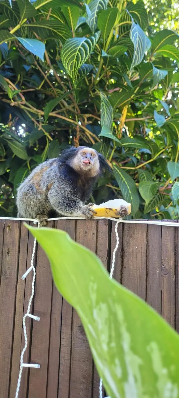 Animals in Pousada Dona Francisca