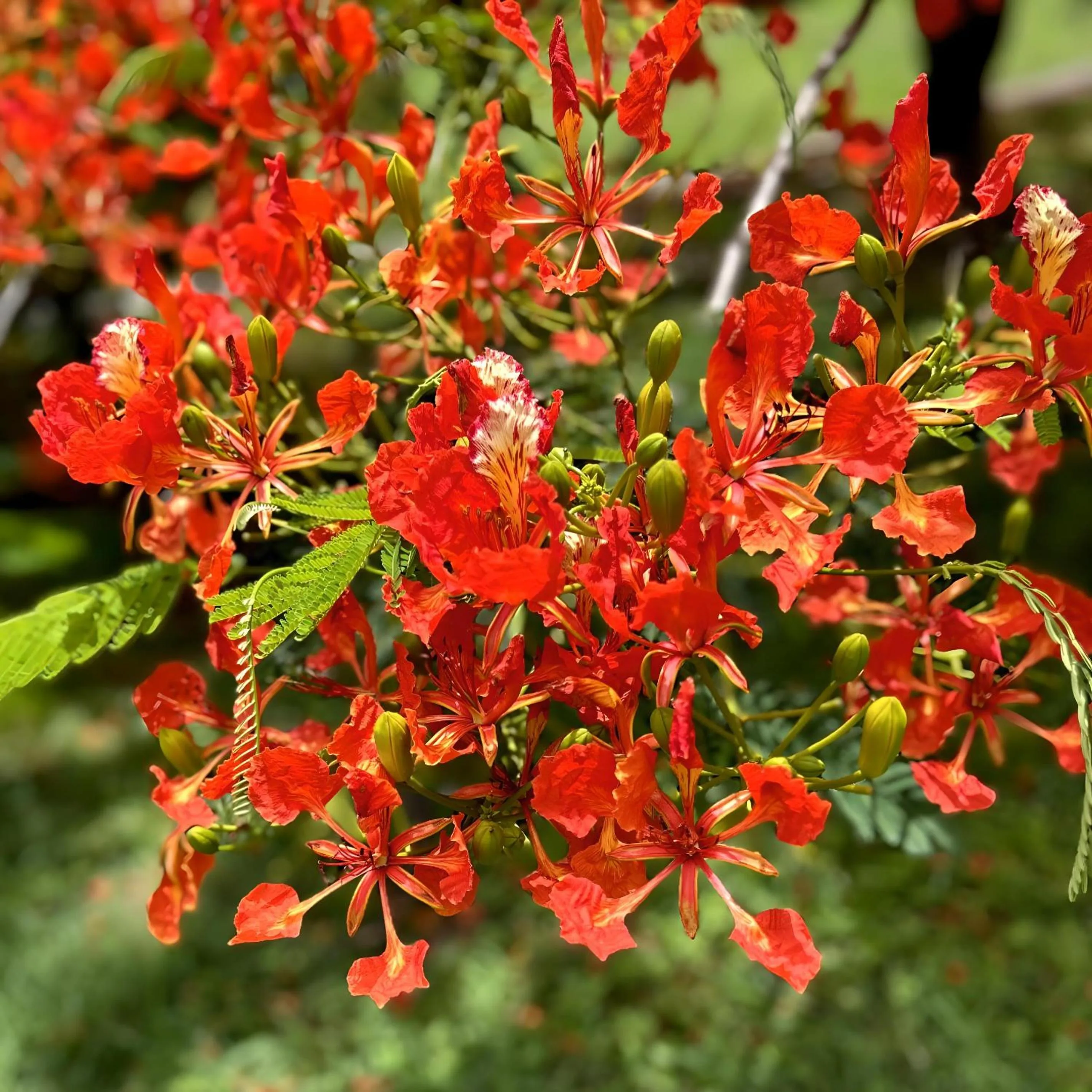 Day in Domaine de l'Anse Ramier