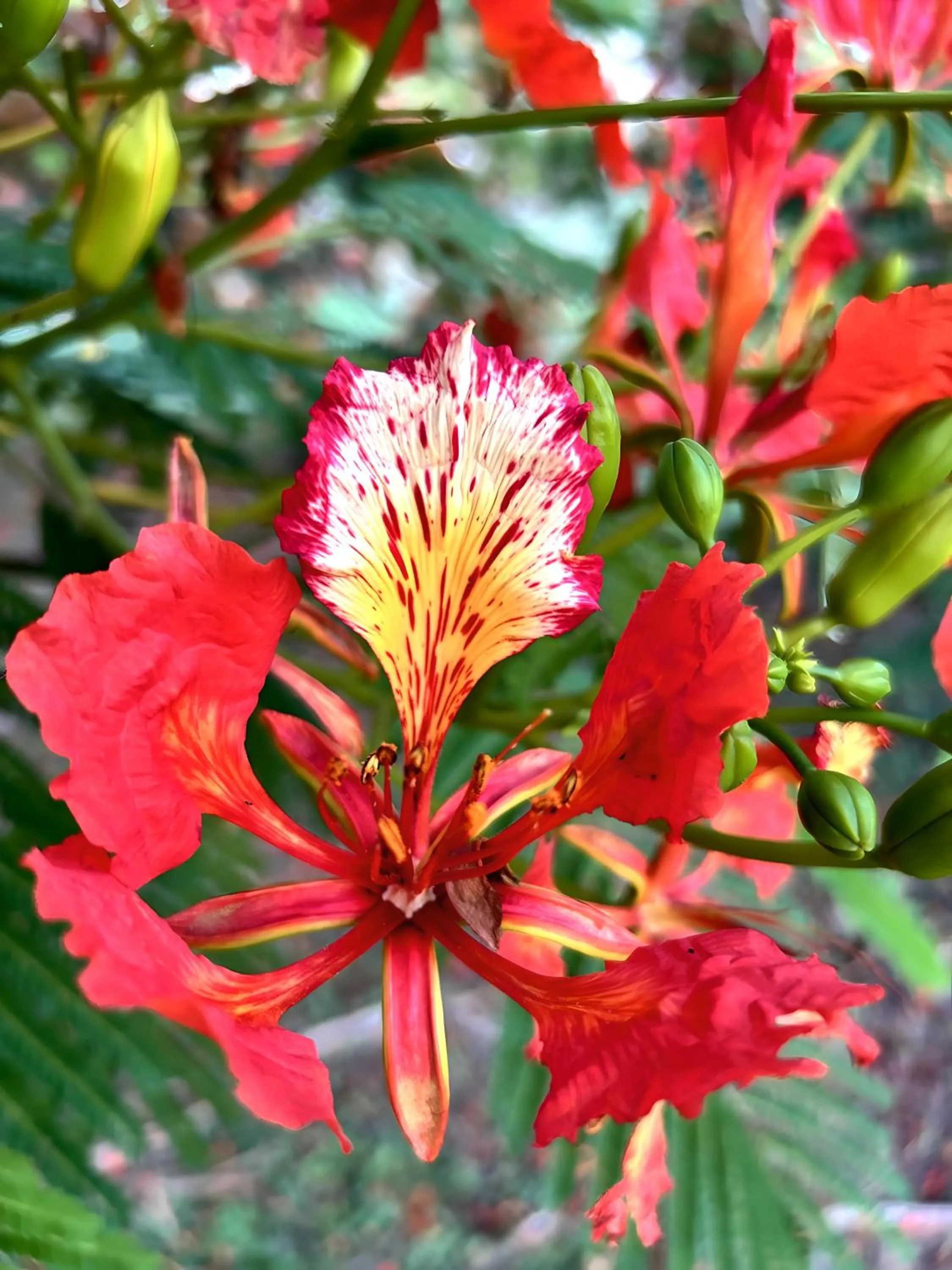 Day in Domaine de l'Anse Ramier