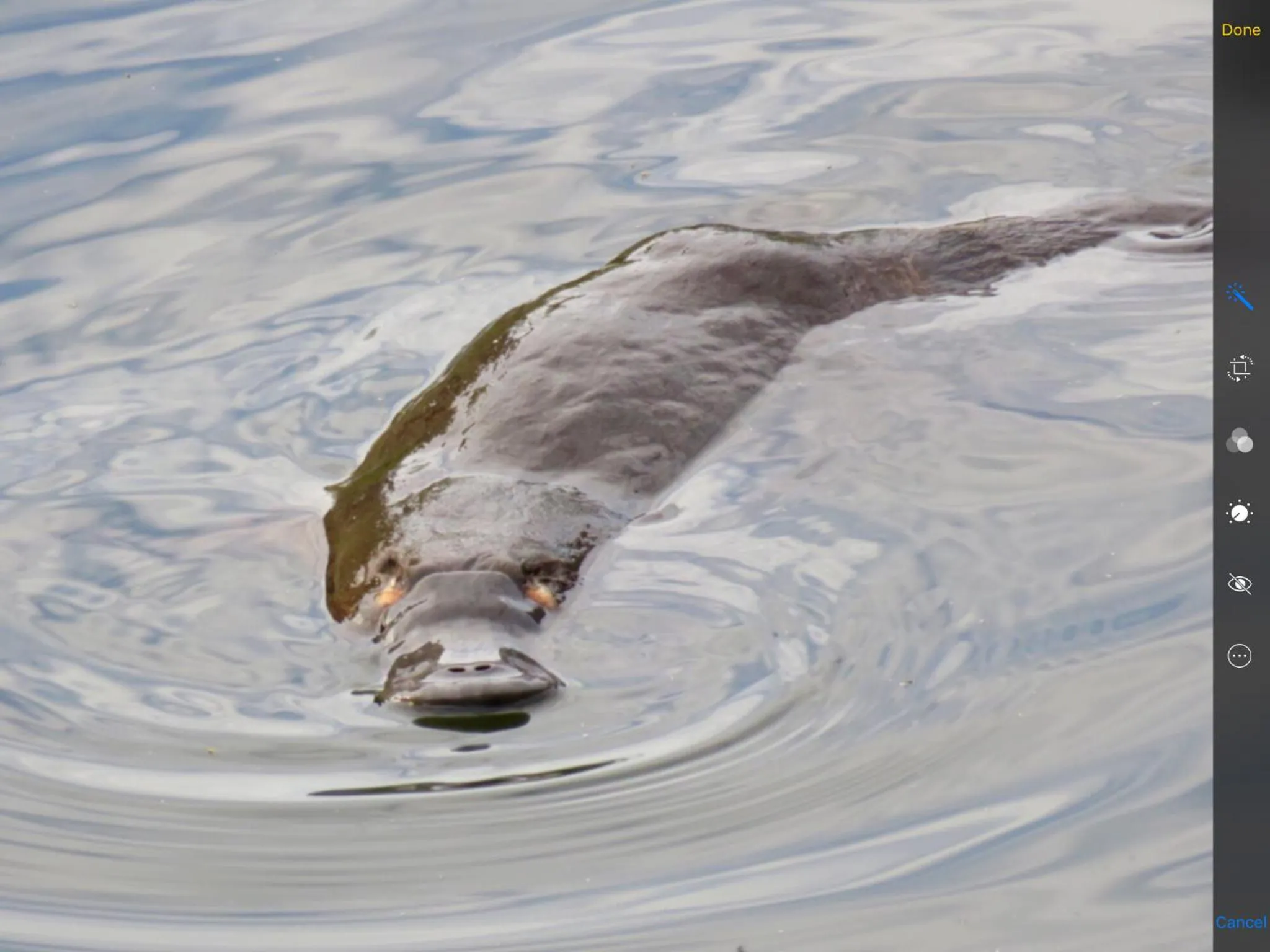 Animals in Blakes Manor Self Contained Heritage Accommodation