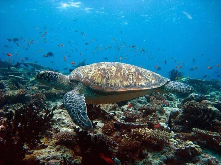 Diving in Charming Holiday Lodge