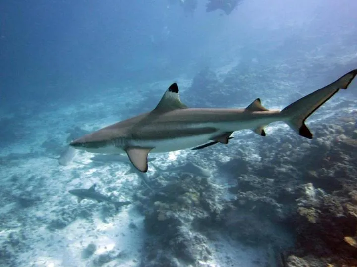 Diving in Charming Holiday Lodge