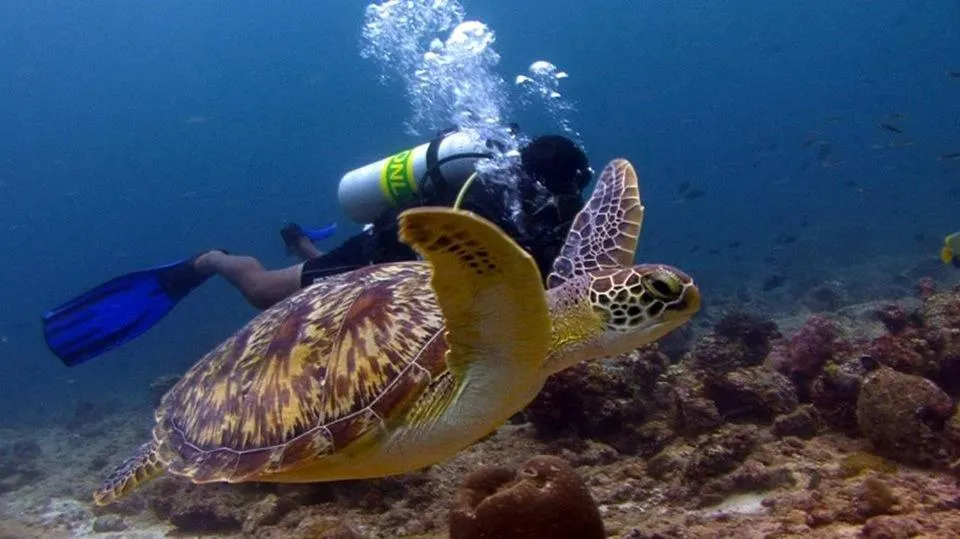 Snorkeling in Charming Holiday Lodge