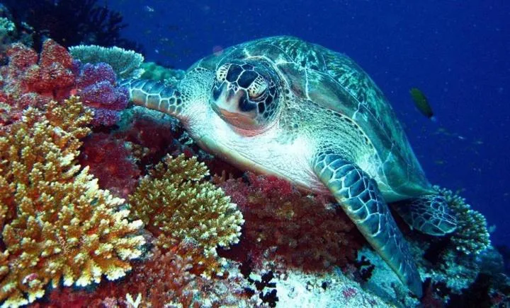 Diving in Charming Holiday Lodge