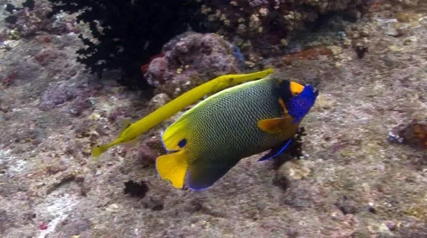 Snorkeling in Charming Holiday Lodge