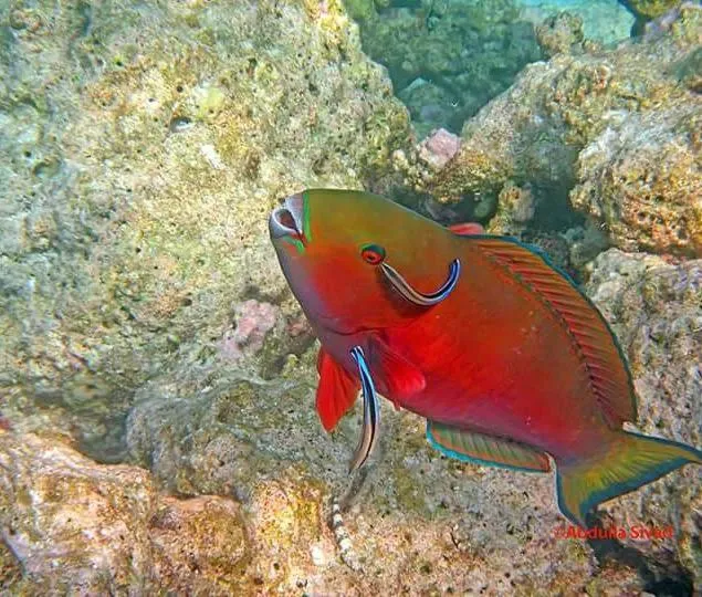Snorkeling in Charming Holiday Lodge