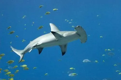 Diving in Charming Holiday Lodge