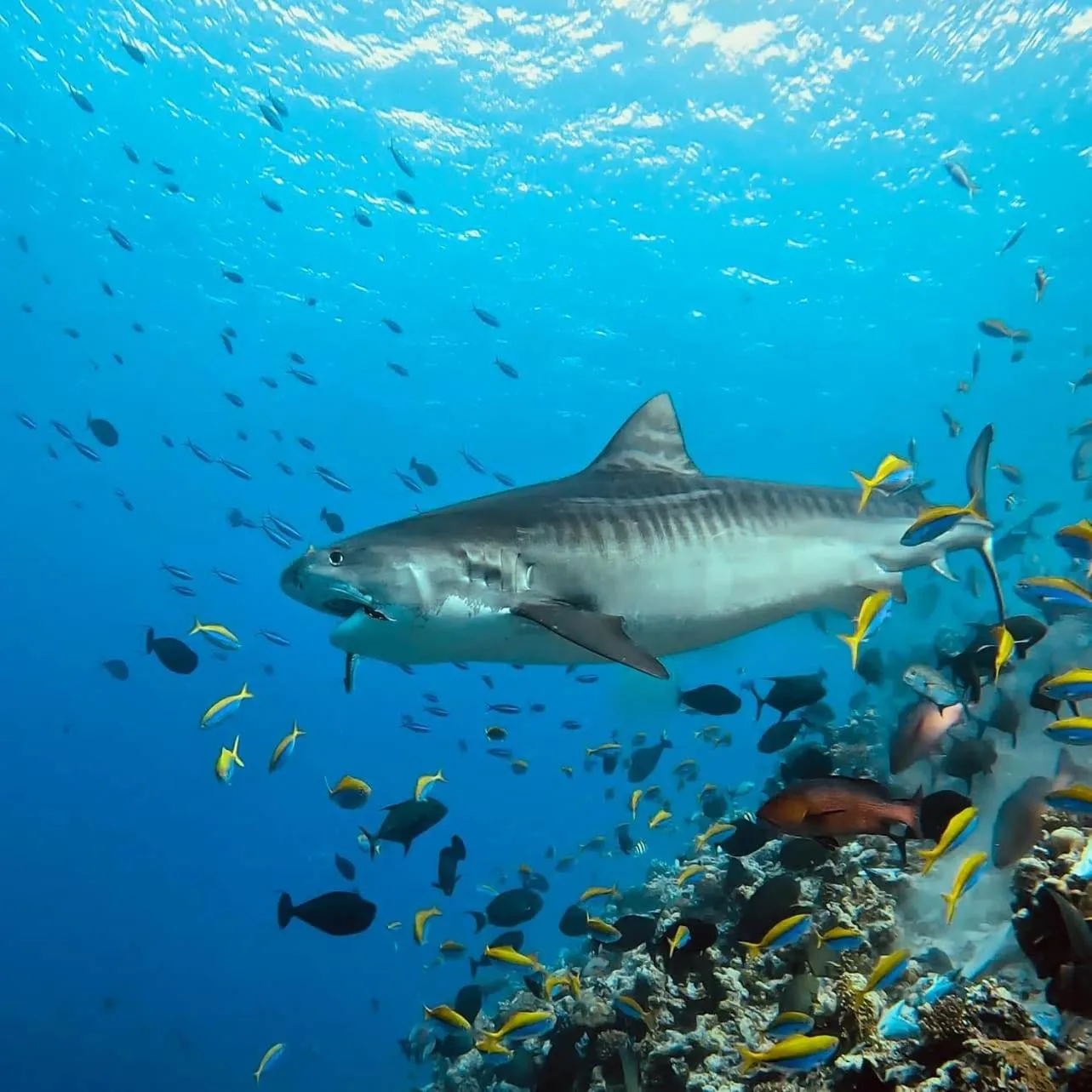 Diving in Charming Holiday Lodge