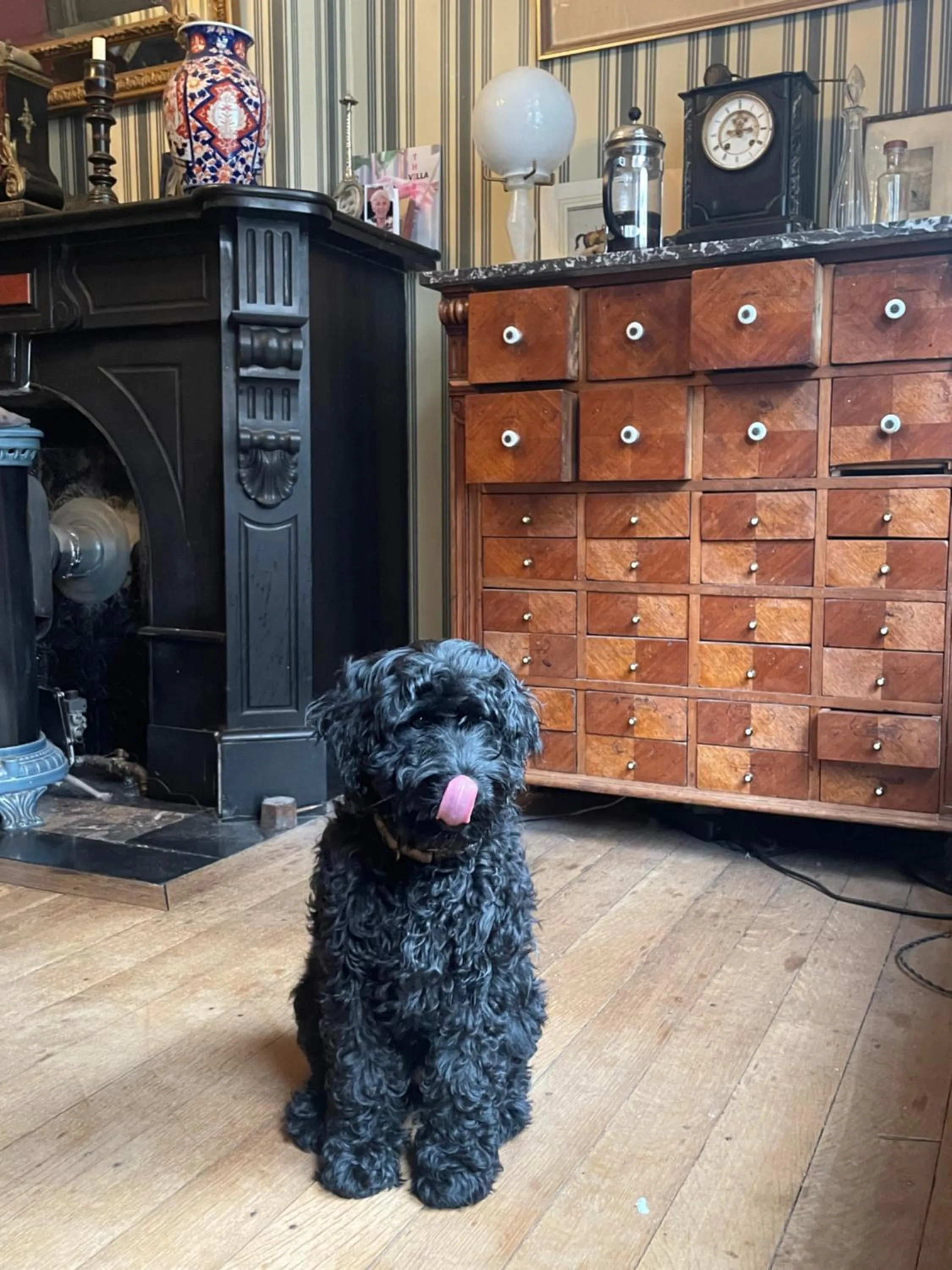 Pets in B&B Villa Thibault