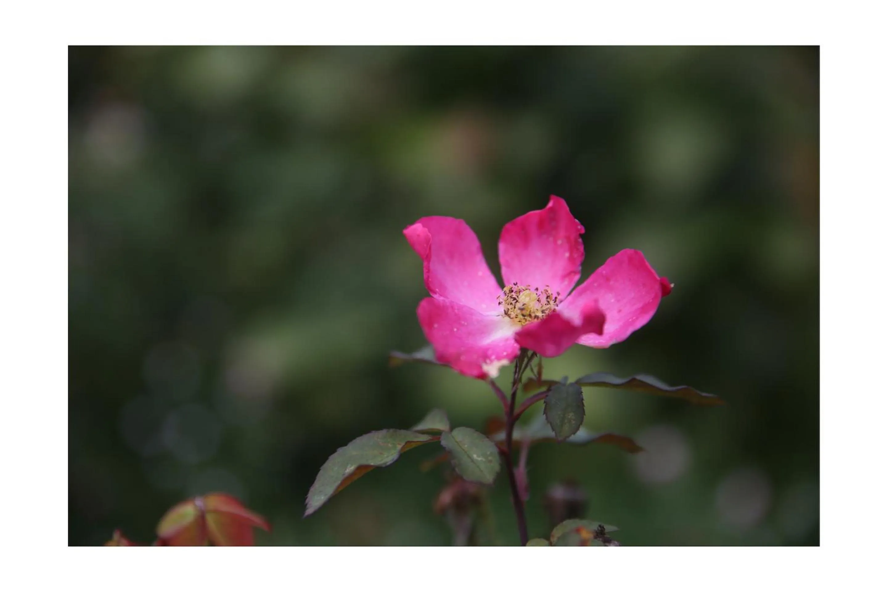 Garden in Château d'Harcelaines