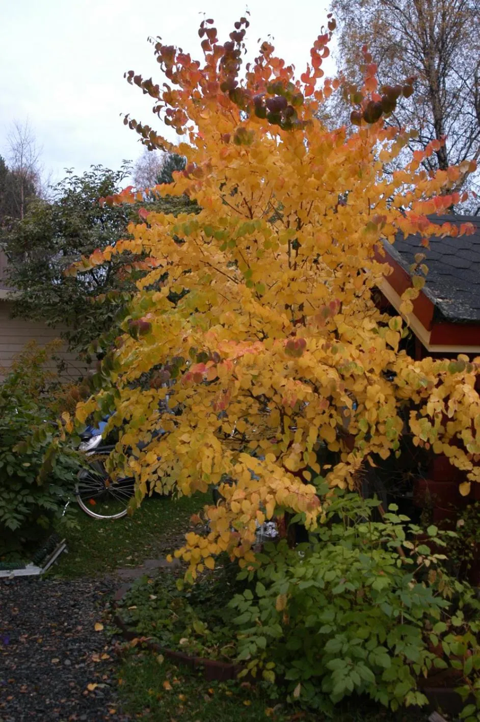 Garden in E-City B&B