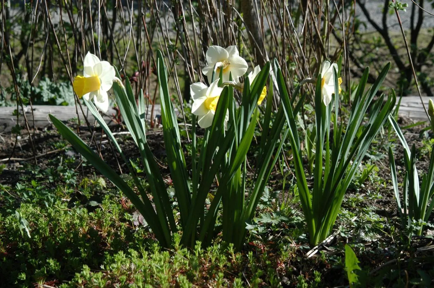 Garden in E-City B&B