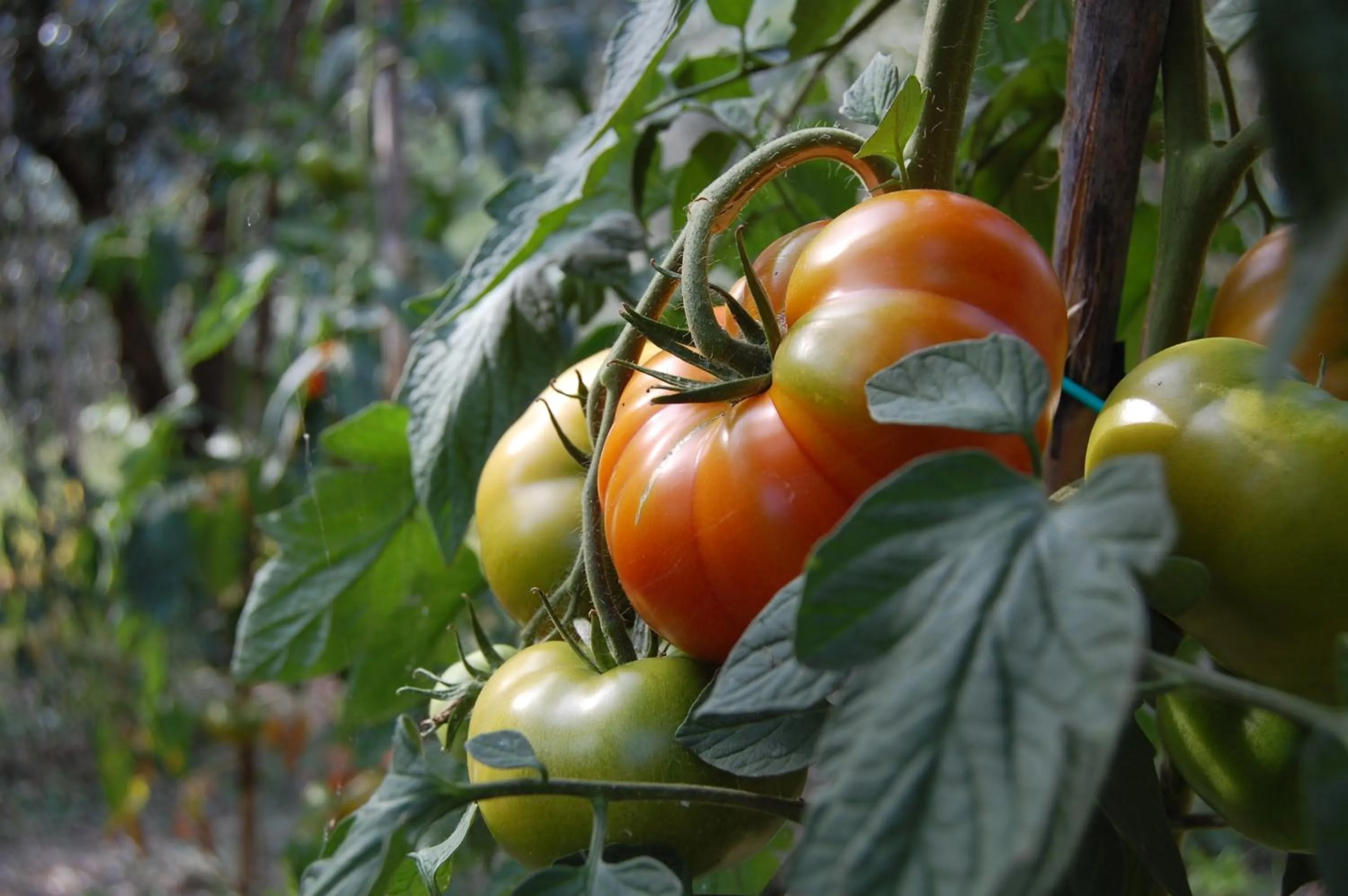 Agriturismo Antico Loggiato