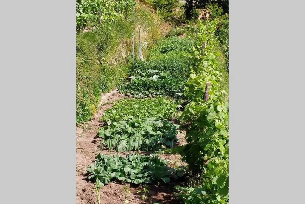 Garden in Casa da quintinha - Turismo rural