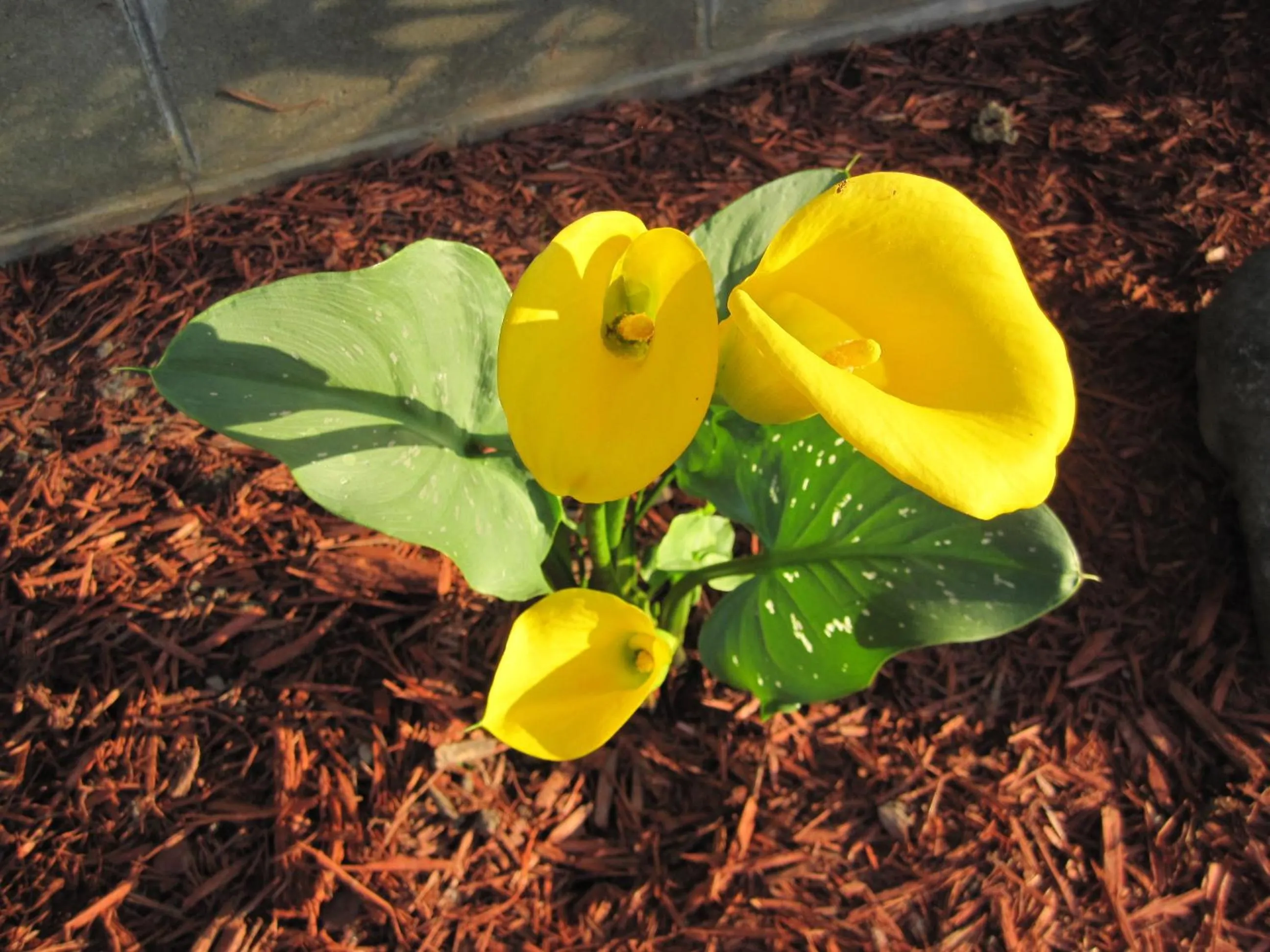 Garden in Manitoulin Inn