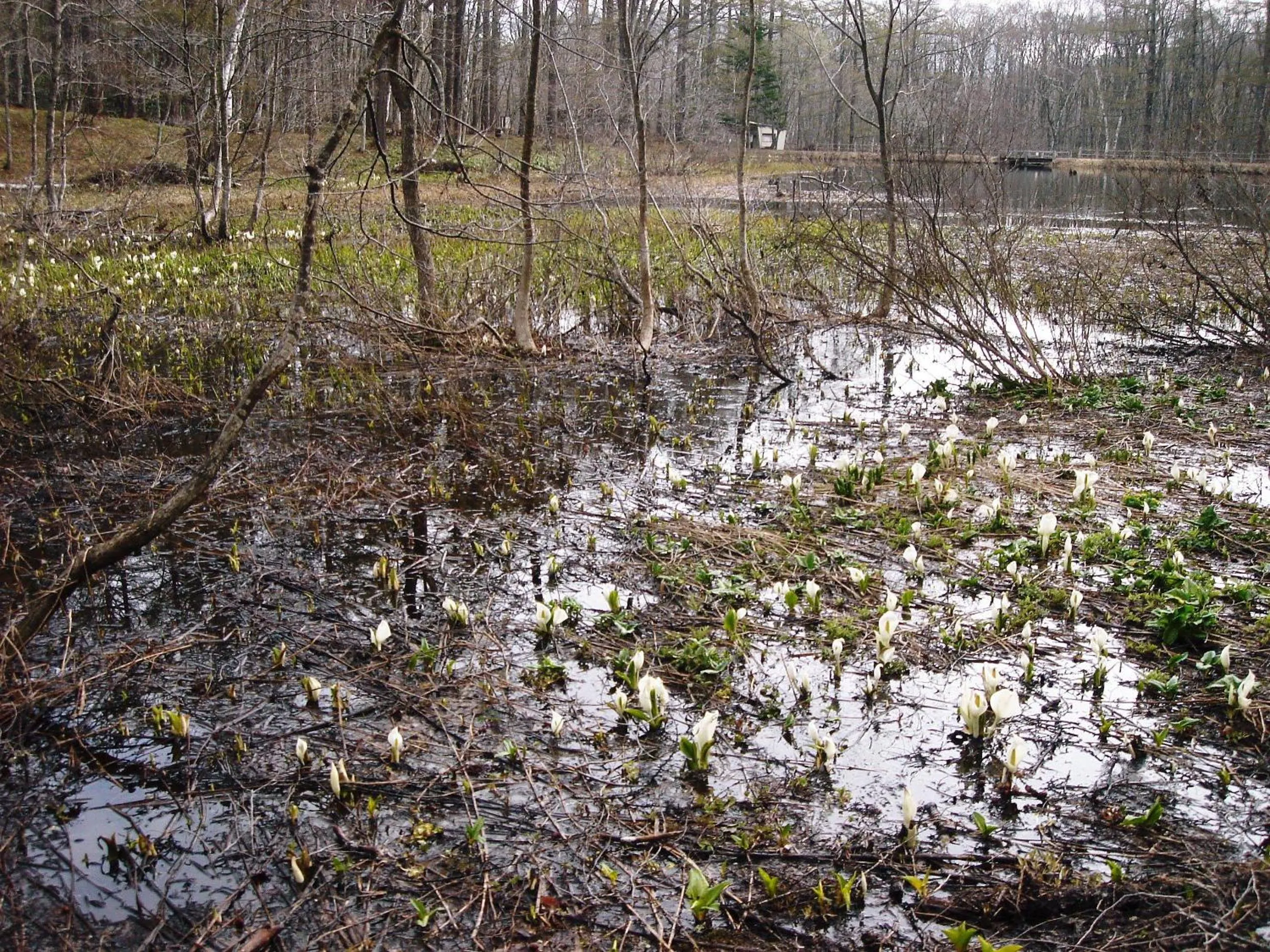 Spring in Togakushi- Kogen Minshuku Rindo