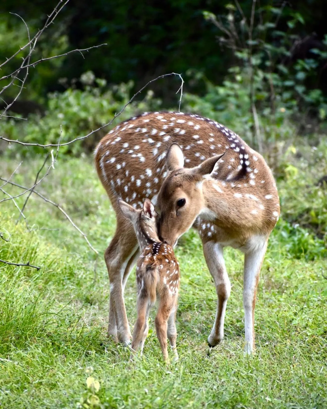 Shikarbadi Hotel - By The Lake Heritage by HRH Group of Hotels