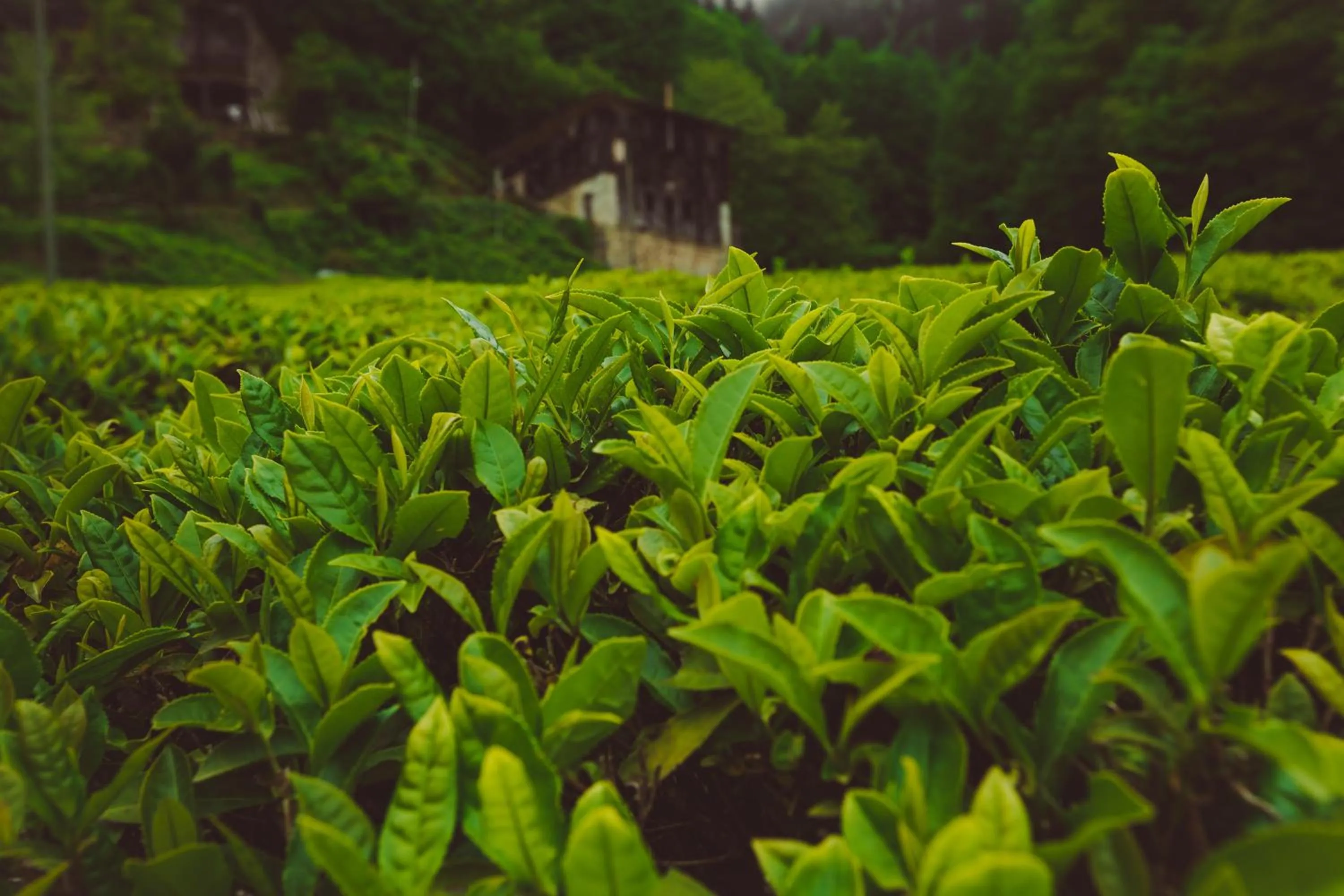 Area and facilities in Ricosta Hotel