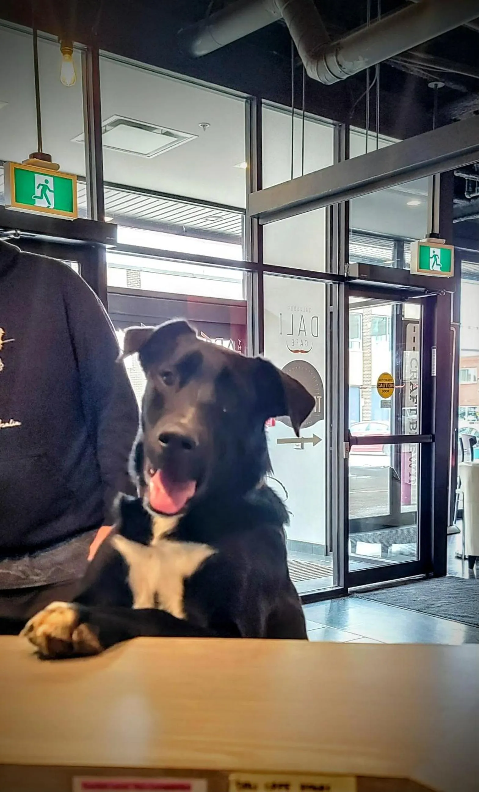 Pets in The Arts Hotel