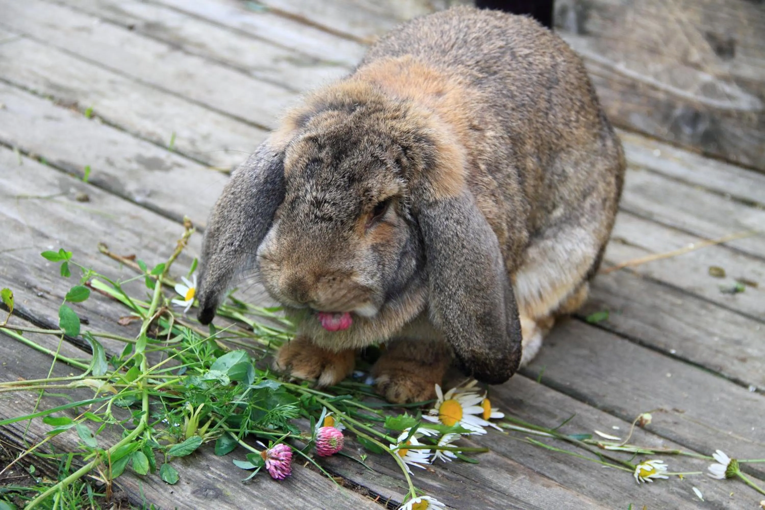 Children play ground in Residence Bannwald