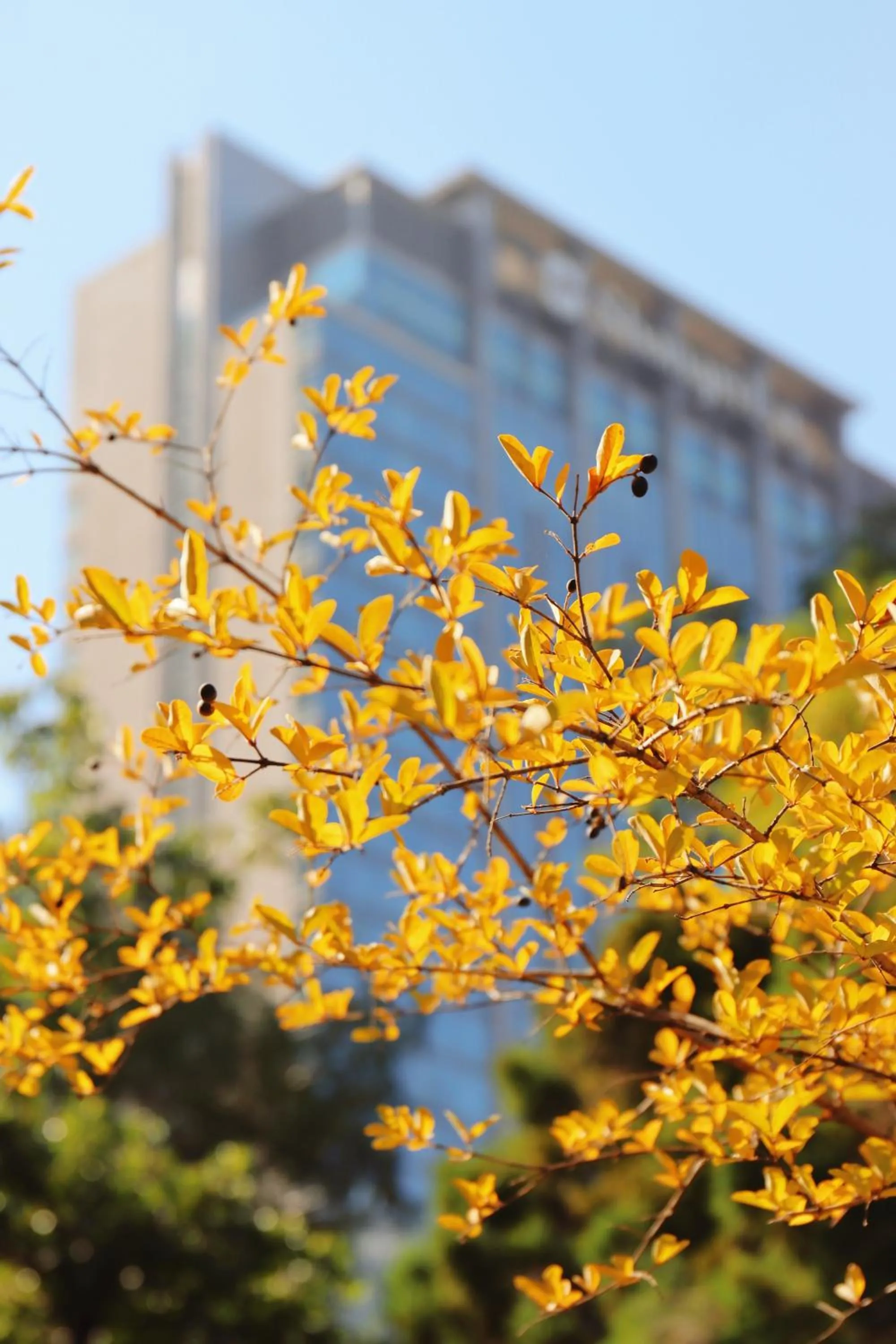 Property building in Shangri-La Shenyang