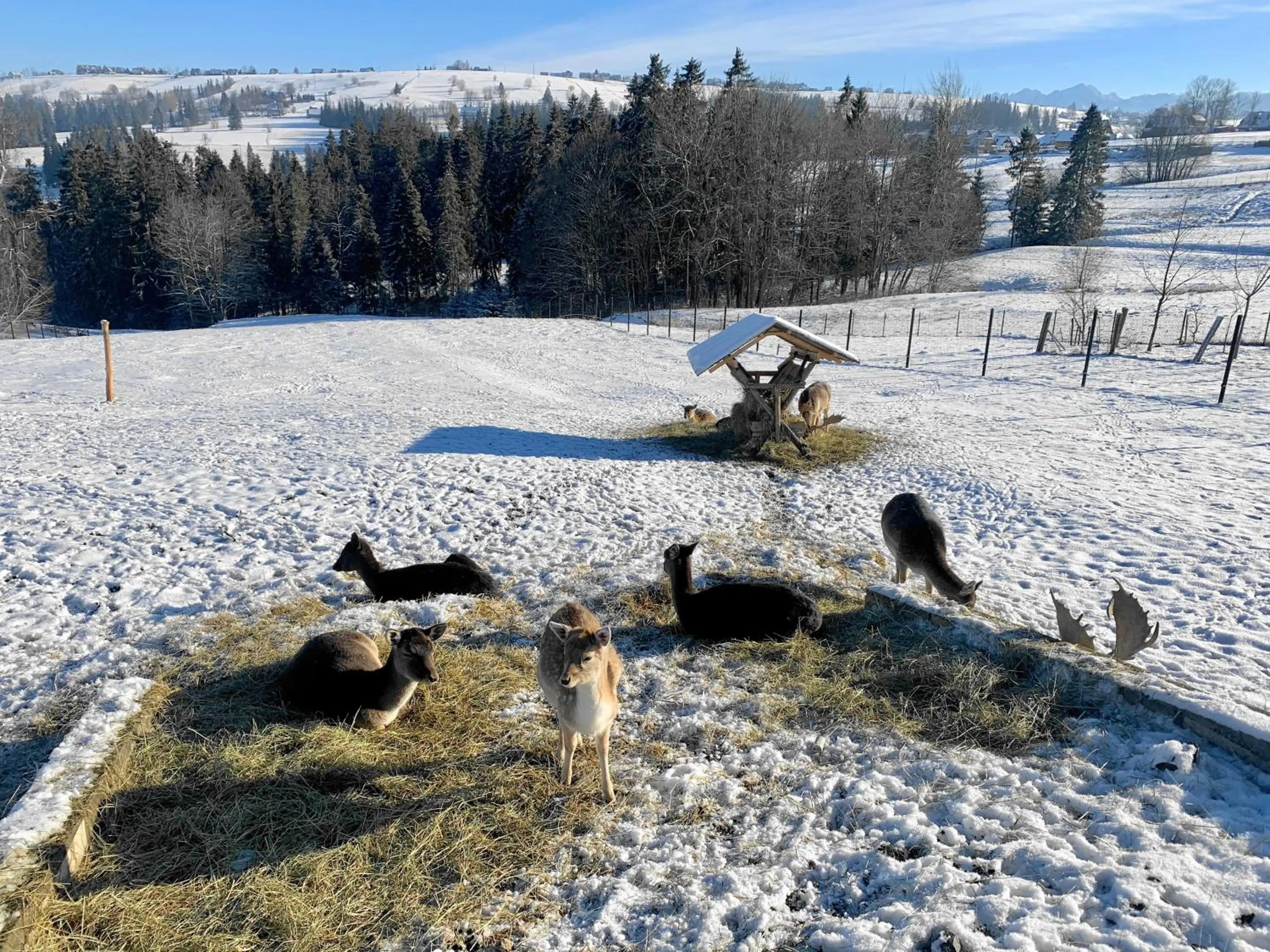 Winter in Pensjonat u Bartka - Wyzywienie na miejscu