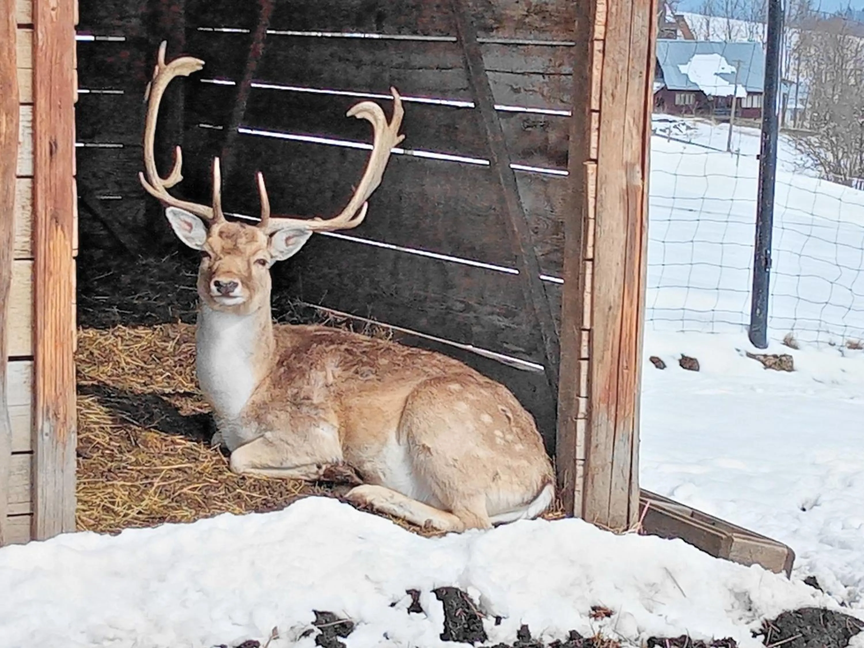 Animals in Pensjonat u Bartka - Wyzywienie na miejscu