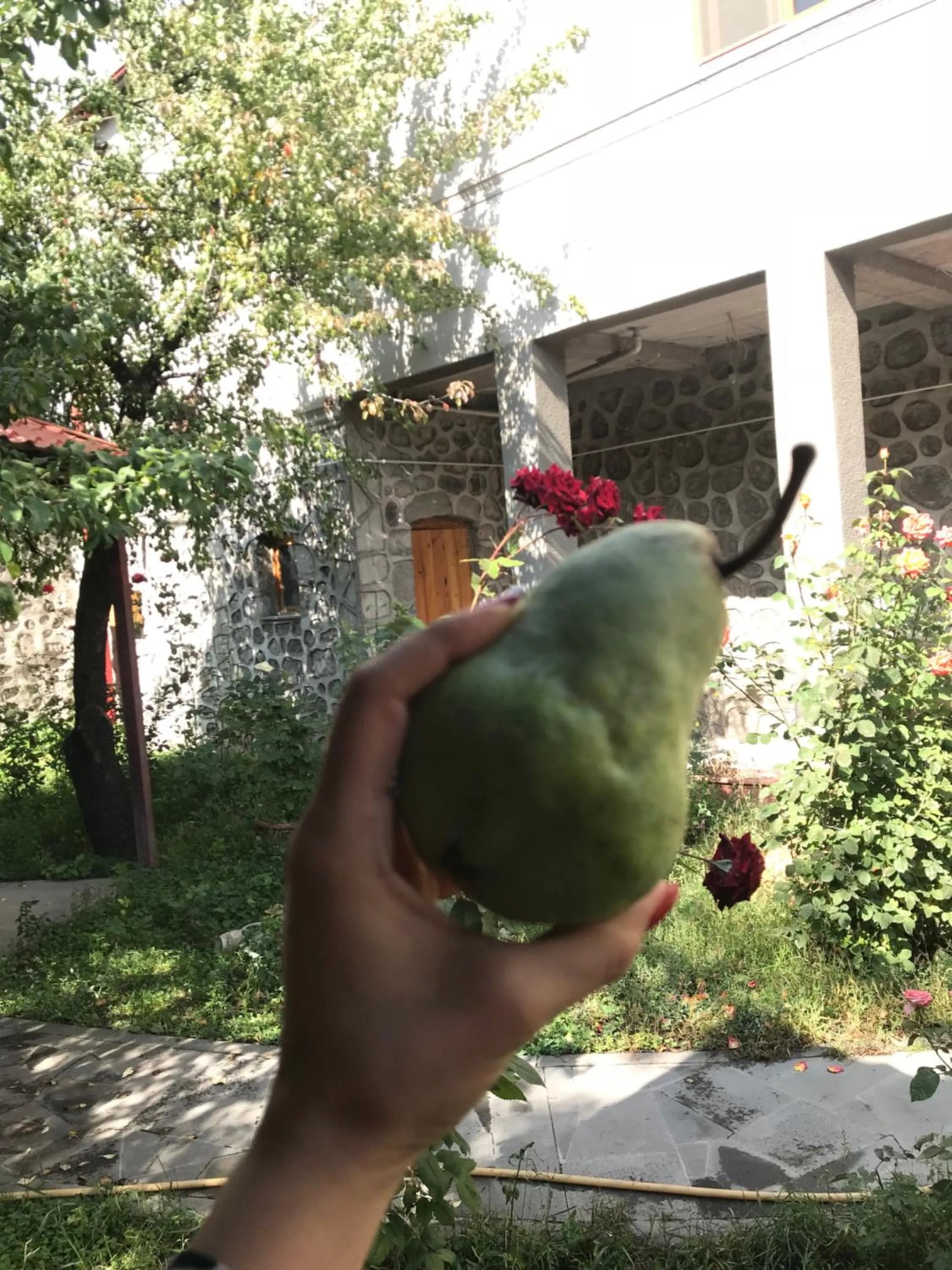 Garden in Christy Hotel