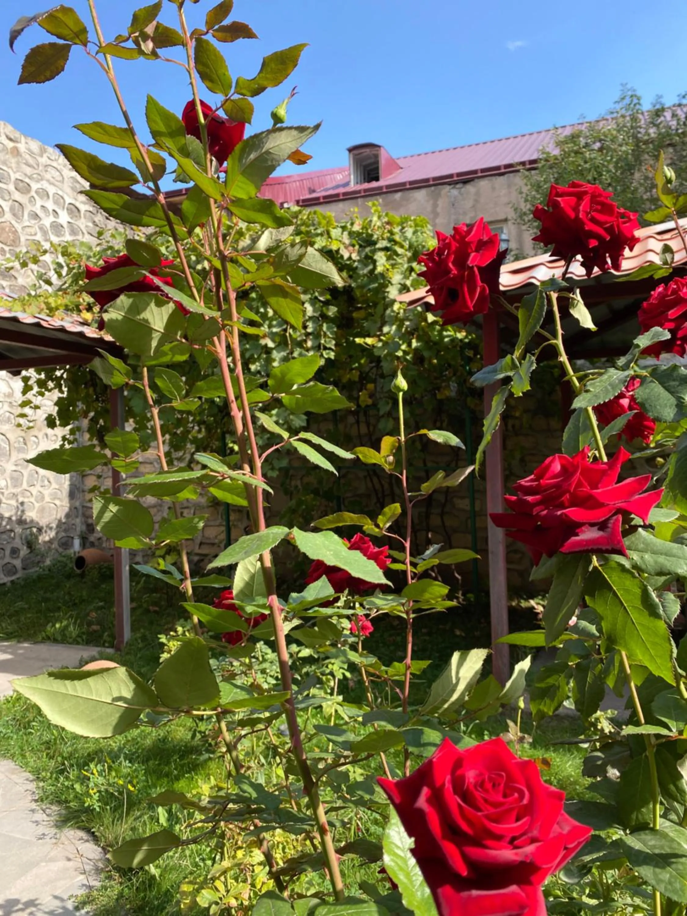 Garden in Christy Hotel
