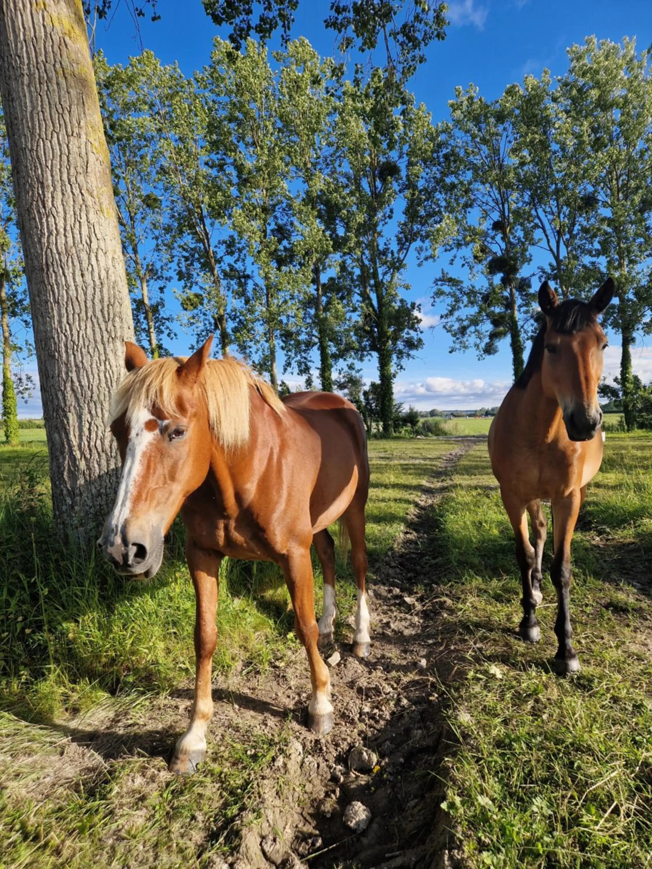 Garden view in La Bastide du Moulin - Mont St Michel