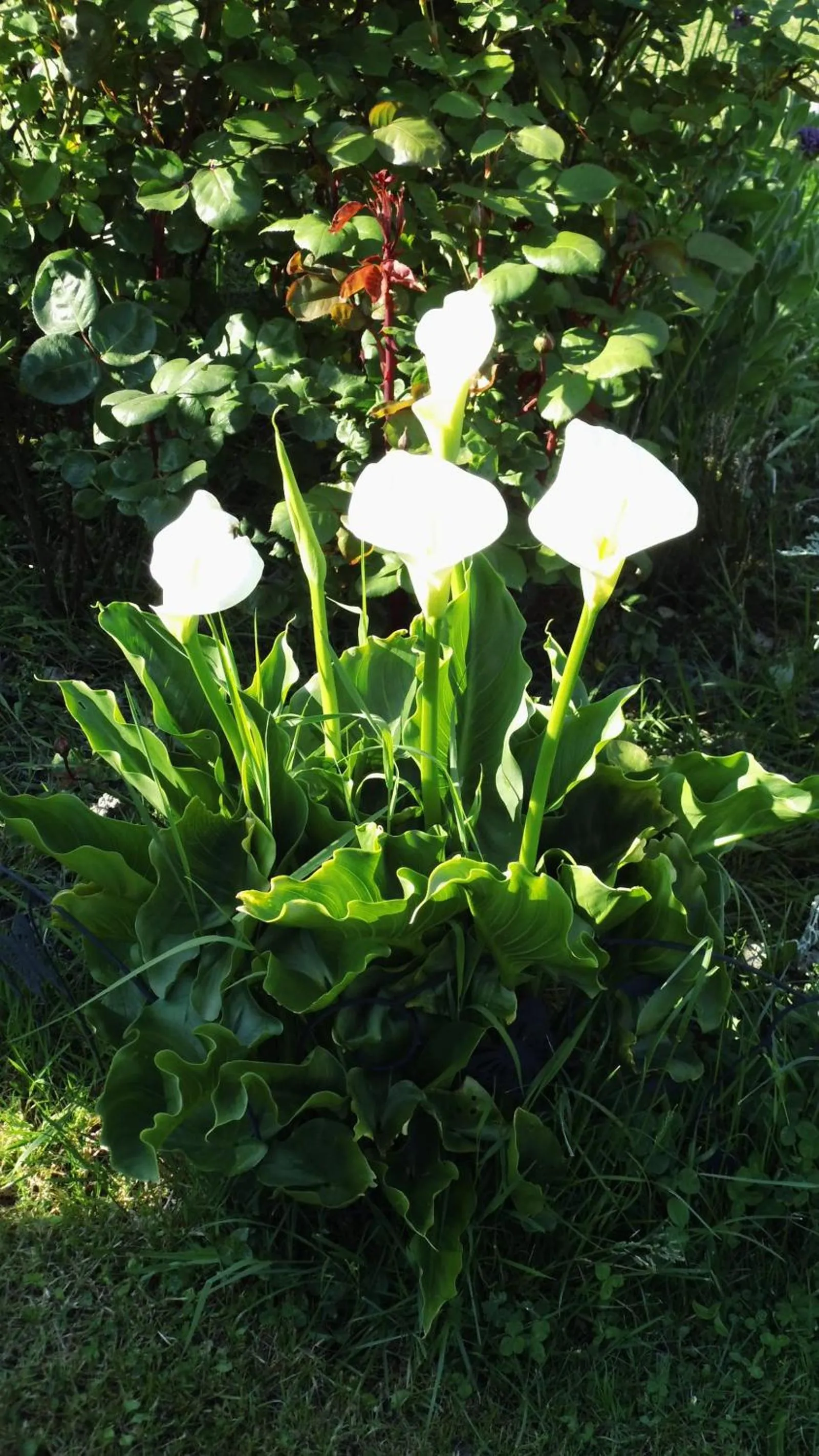 Garden in La Bastide du Moulin - Mont St Michel