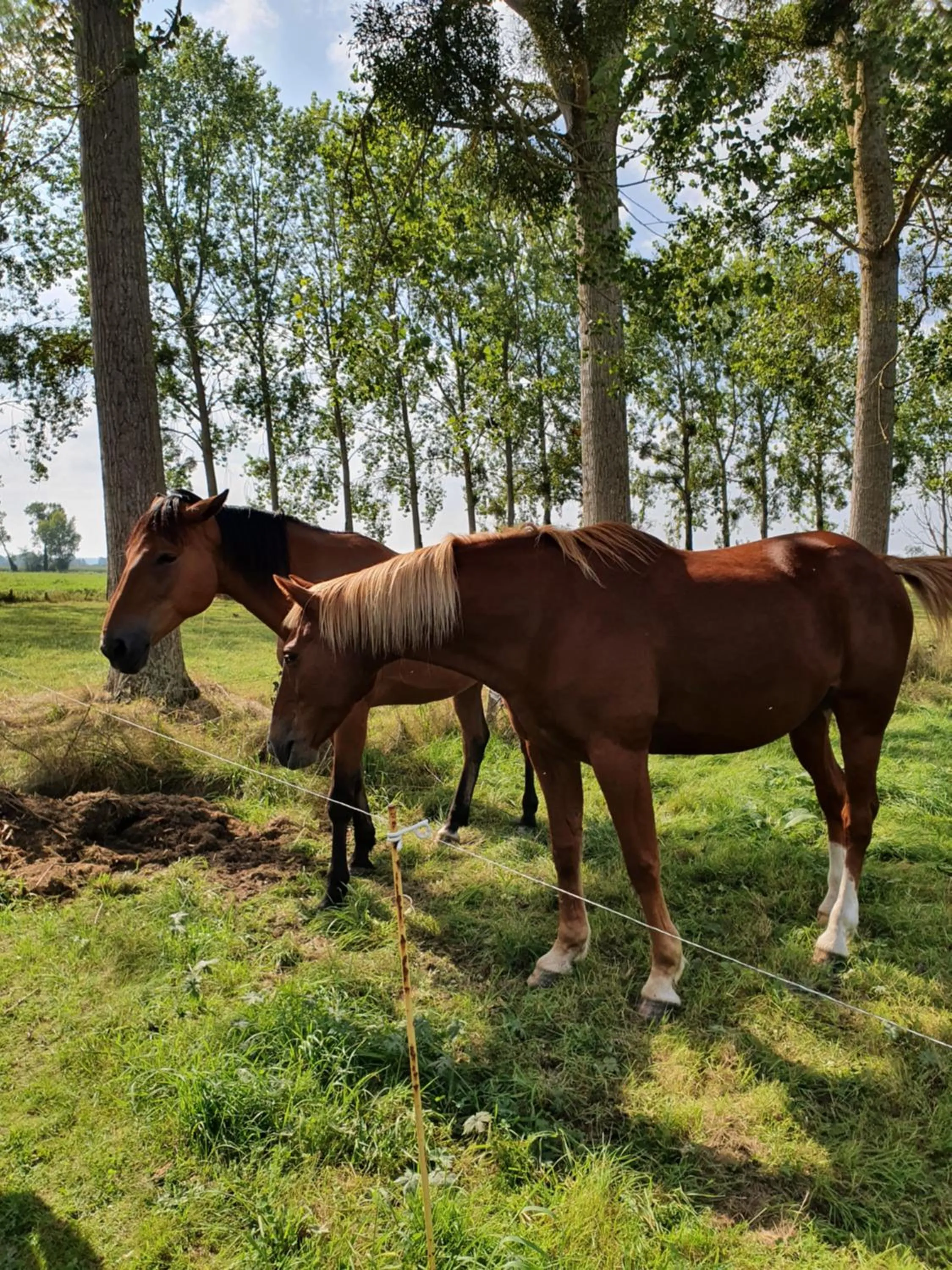 Garden in La Bastide du Moulin - Mont St Michel