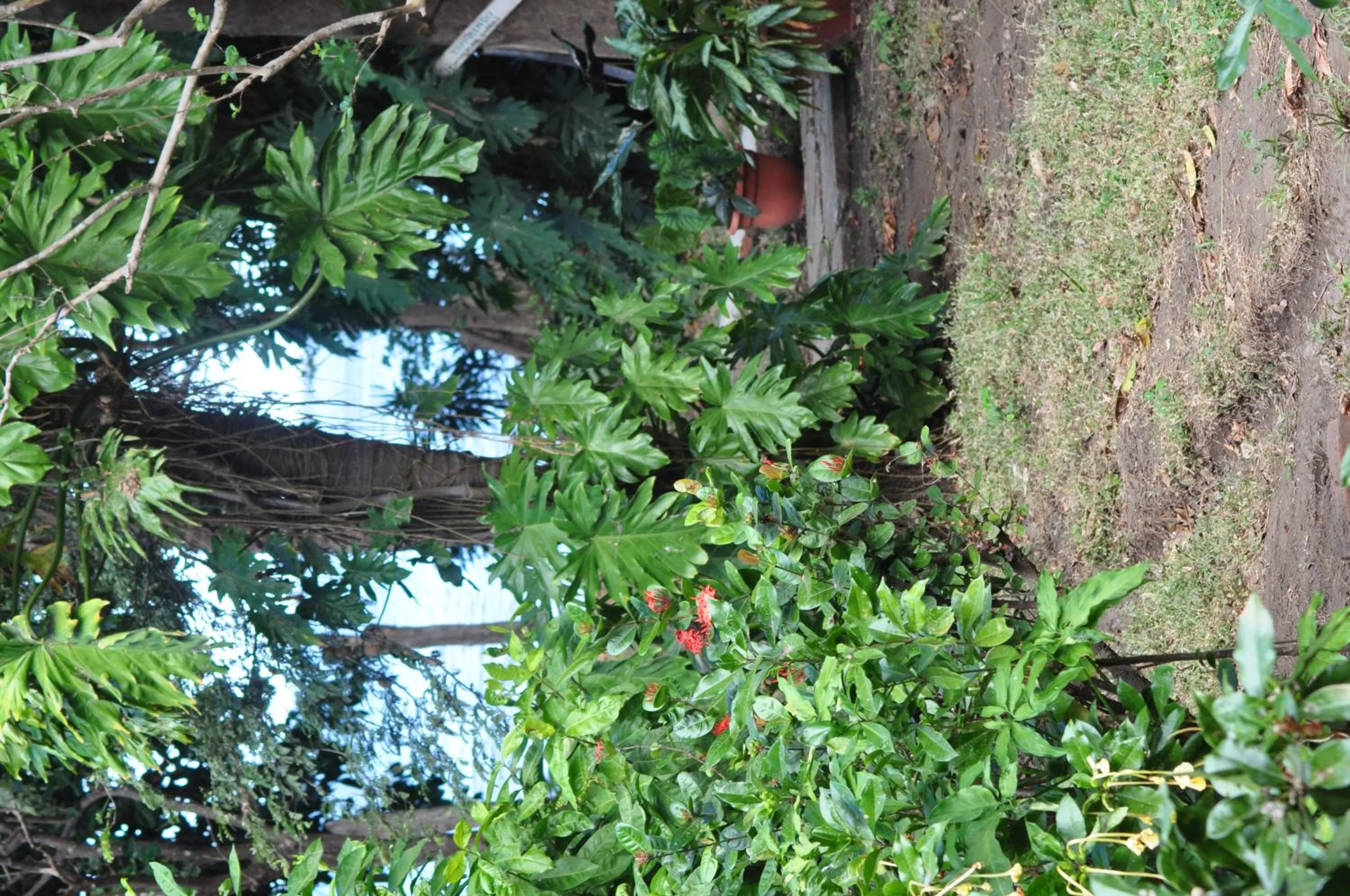 Garden in Hotel Ecológico Tierra Blanca