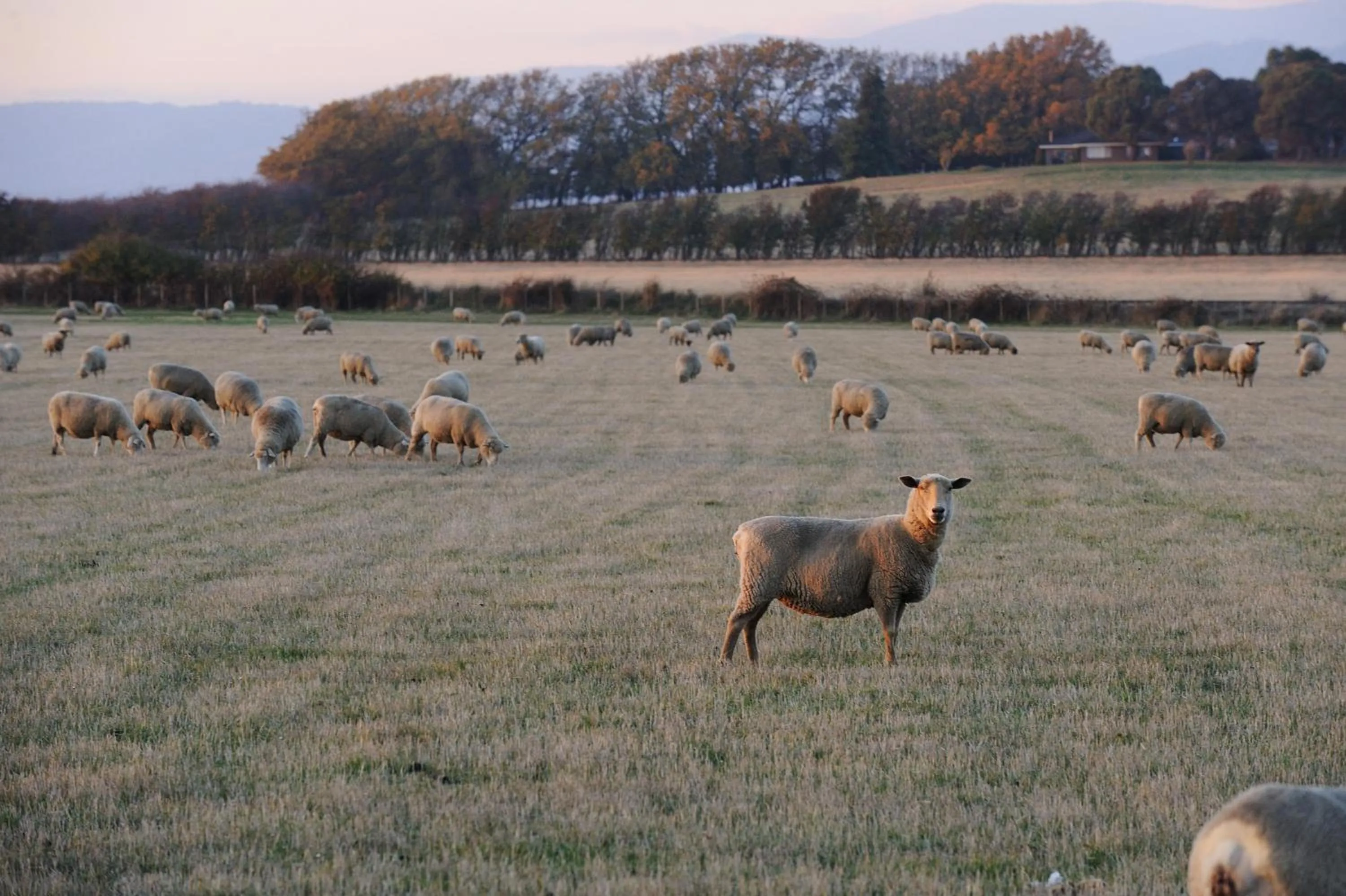 Animals in Relbia Lodge