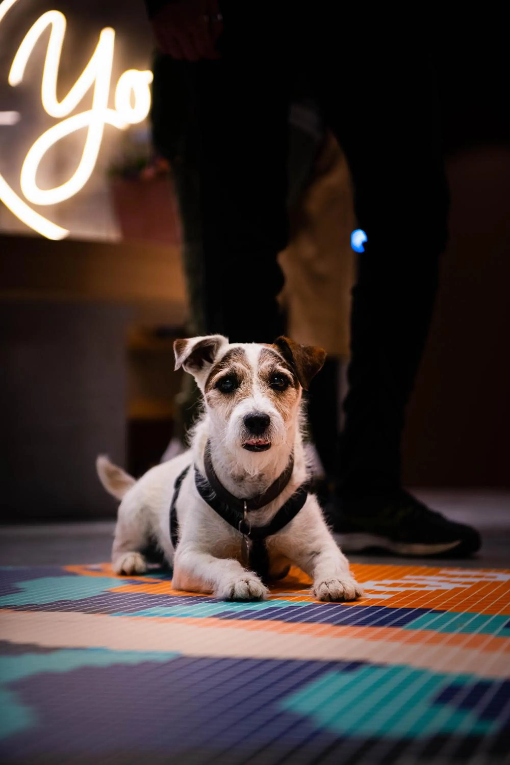 Pets in You Hotel Deauville - Handwritten Collection