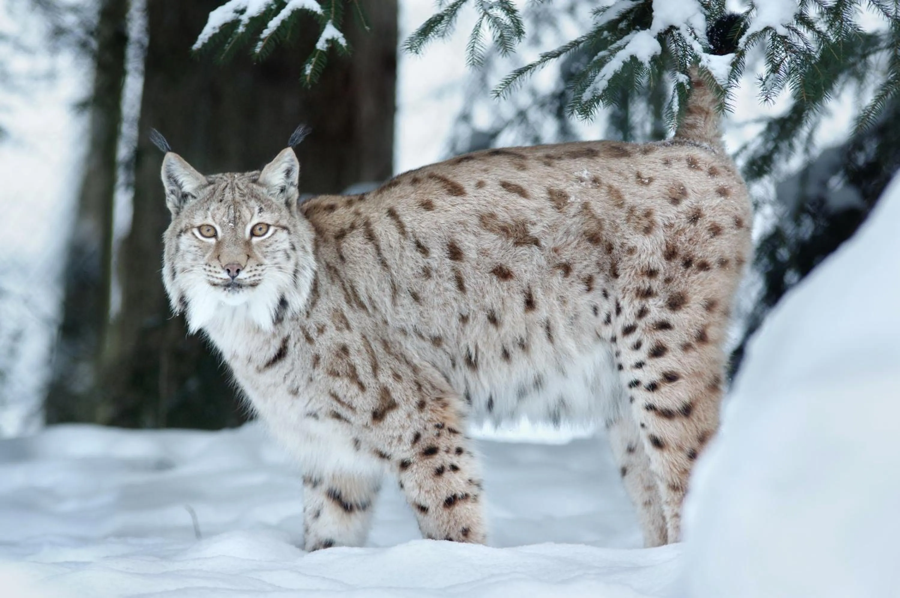 Sonnenhof Resort Bayerischer Wald