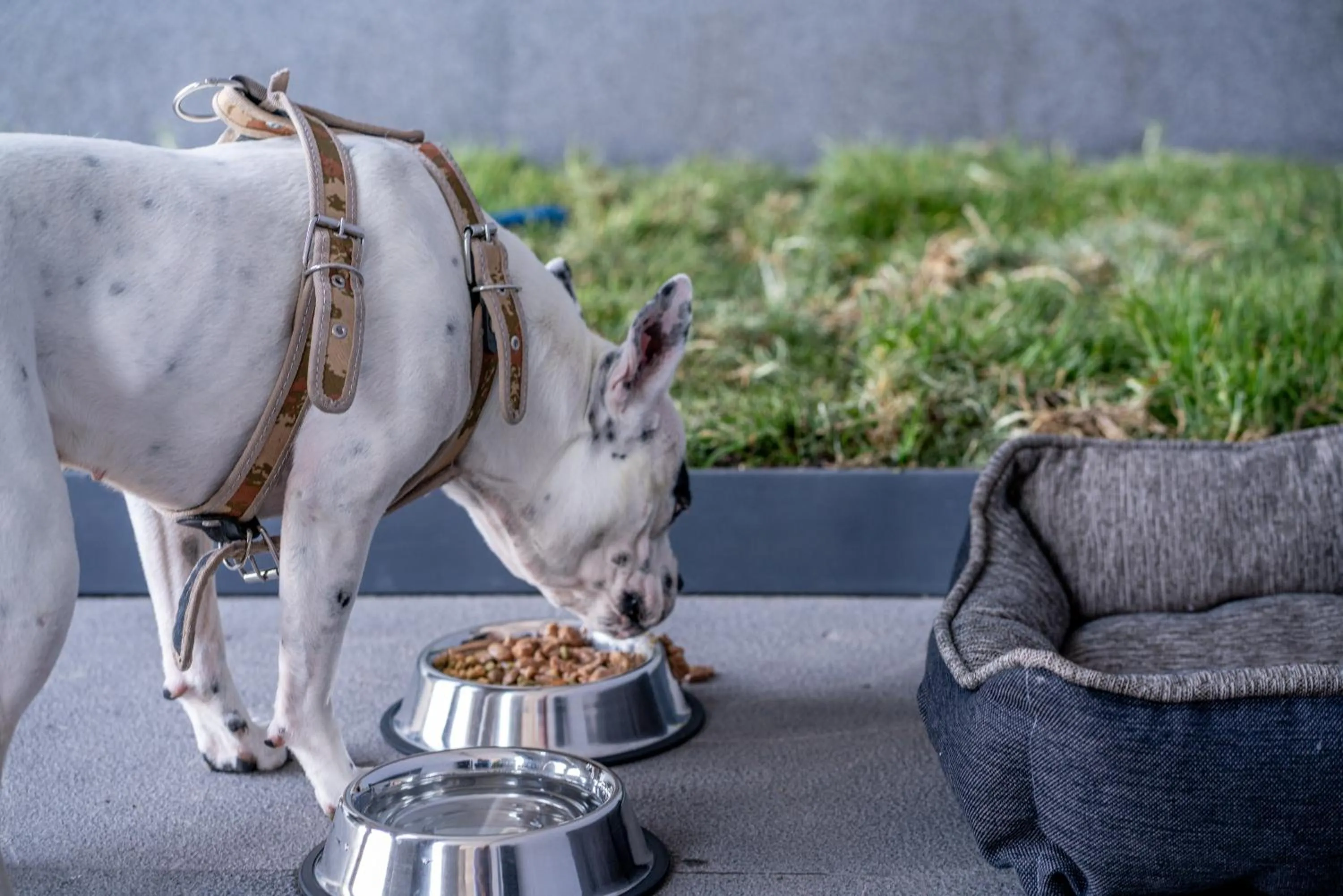 Animals in Stadía Suites Querétaro Centro Histórico