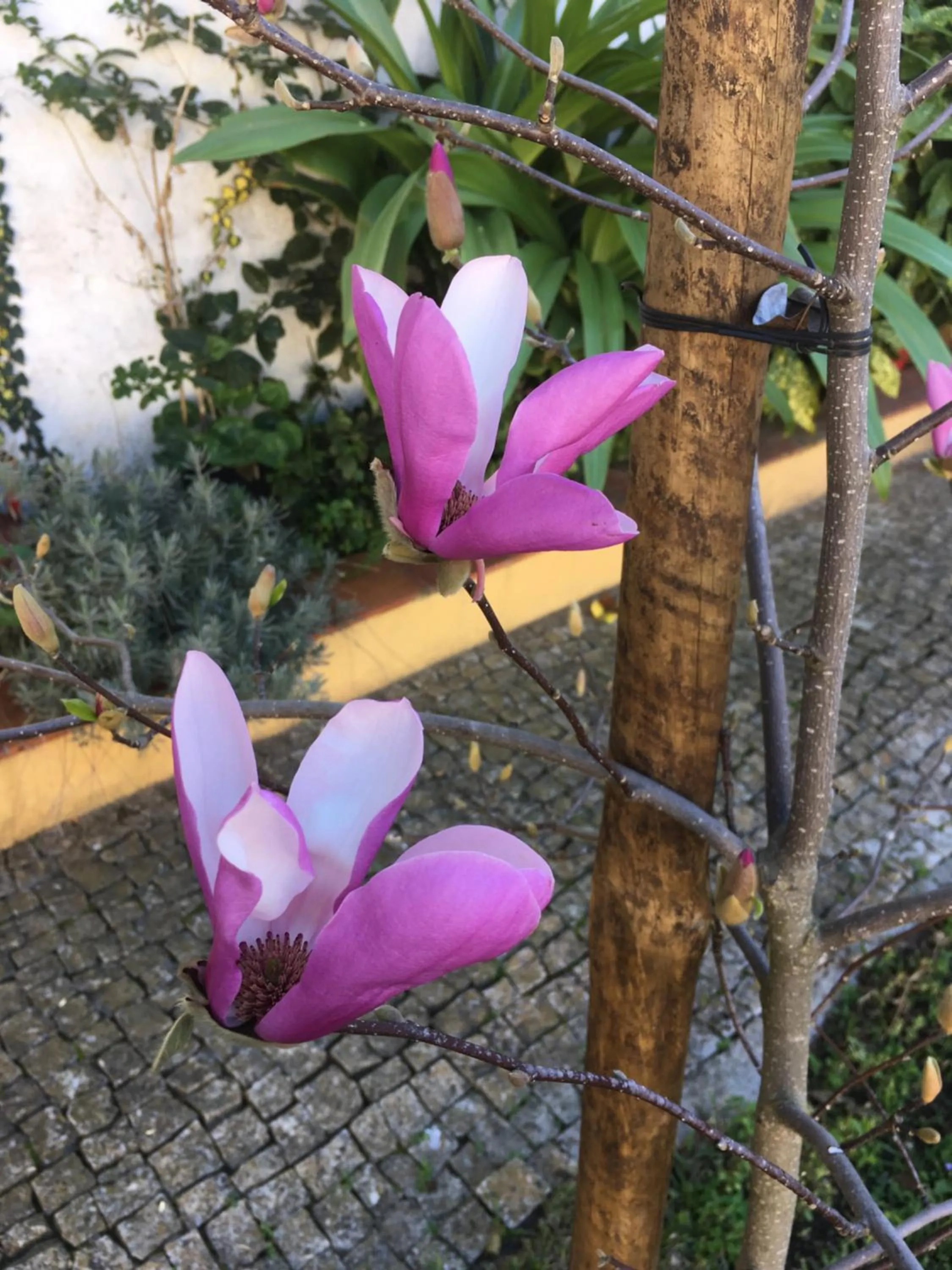 Spring in Vintage Guest House - Casa do Escritor