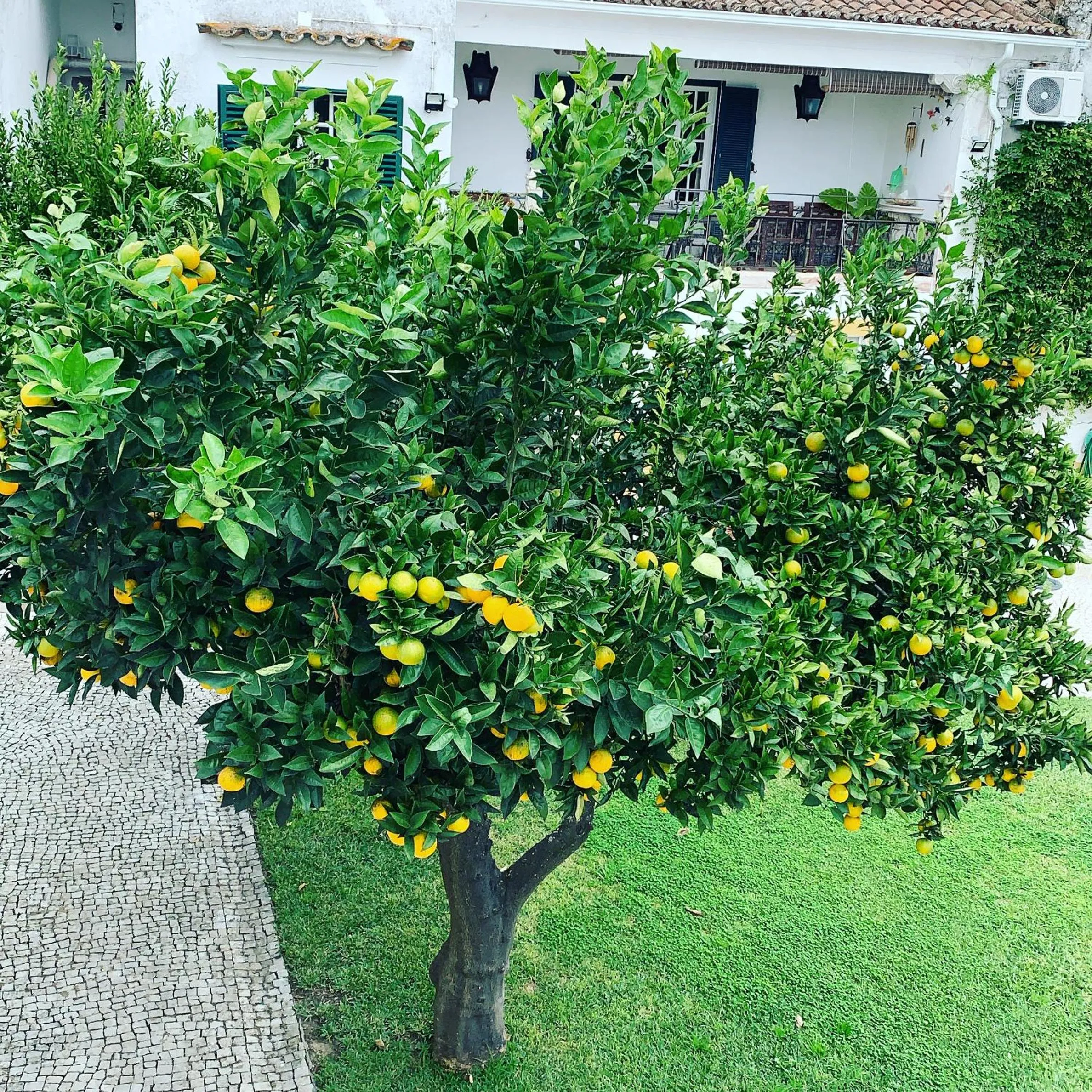 Garden in Vintage Guest House - Casa do Escritor