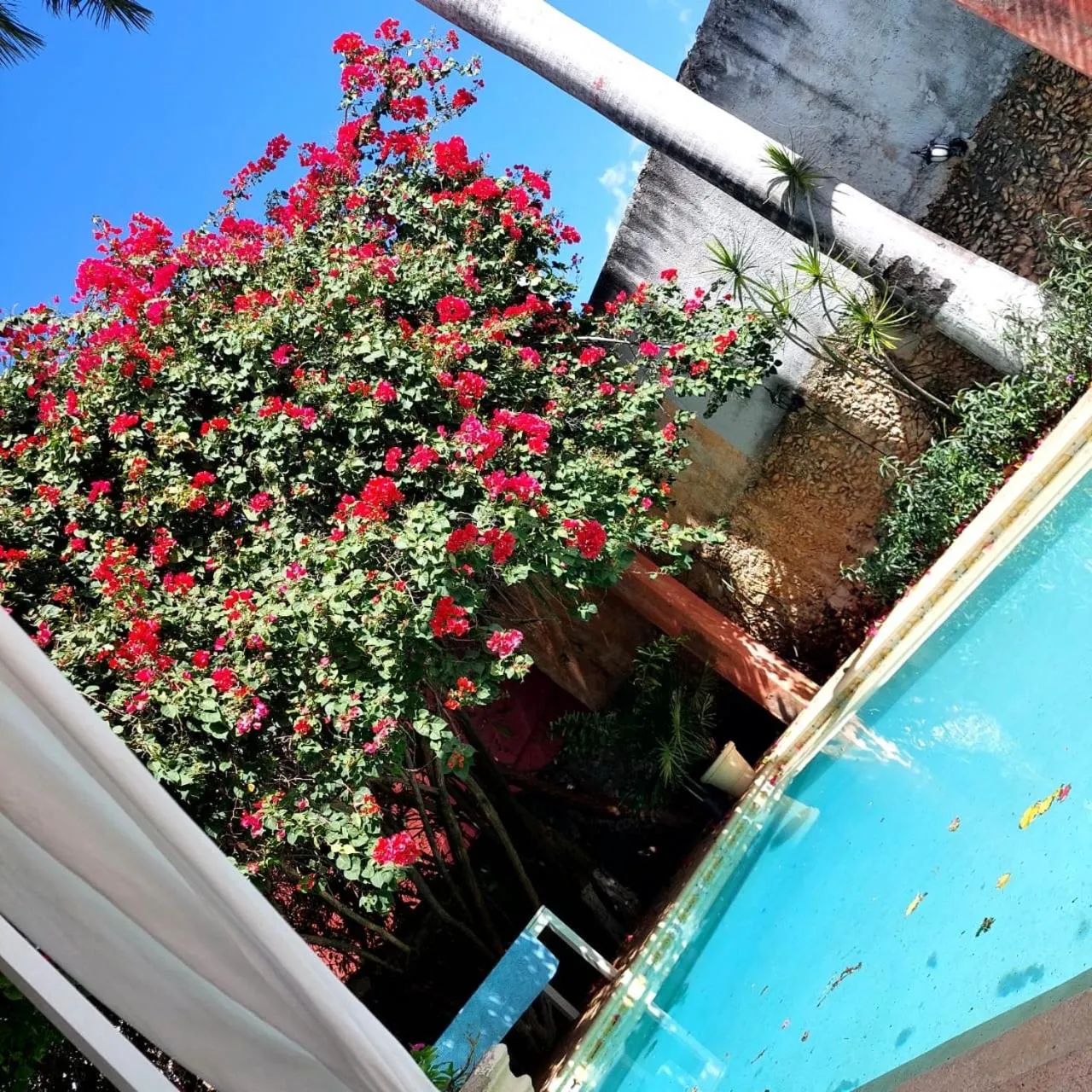 Garden in Villa Octavia