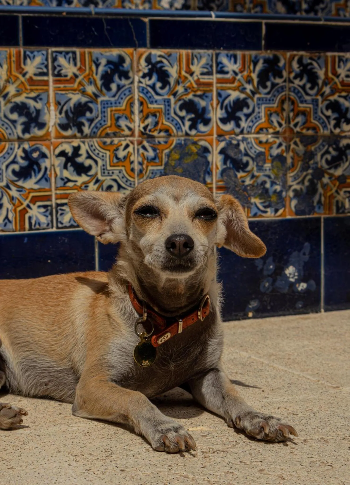 Animals in Villa Octavia