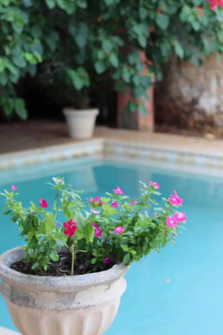 Swimming pool in Villa Octavia
