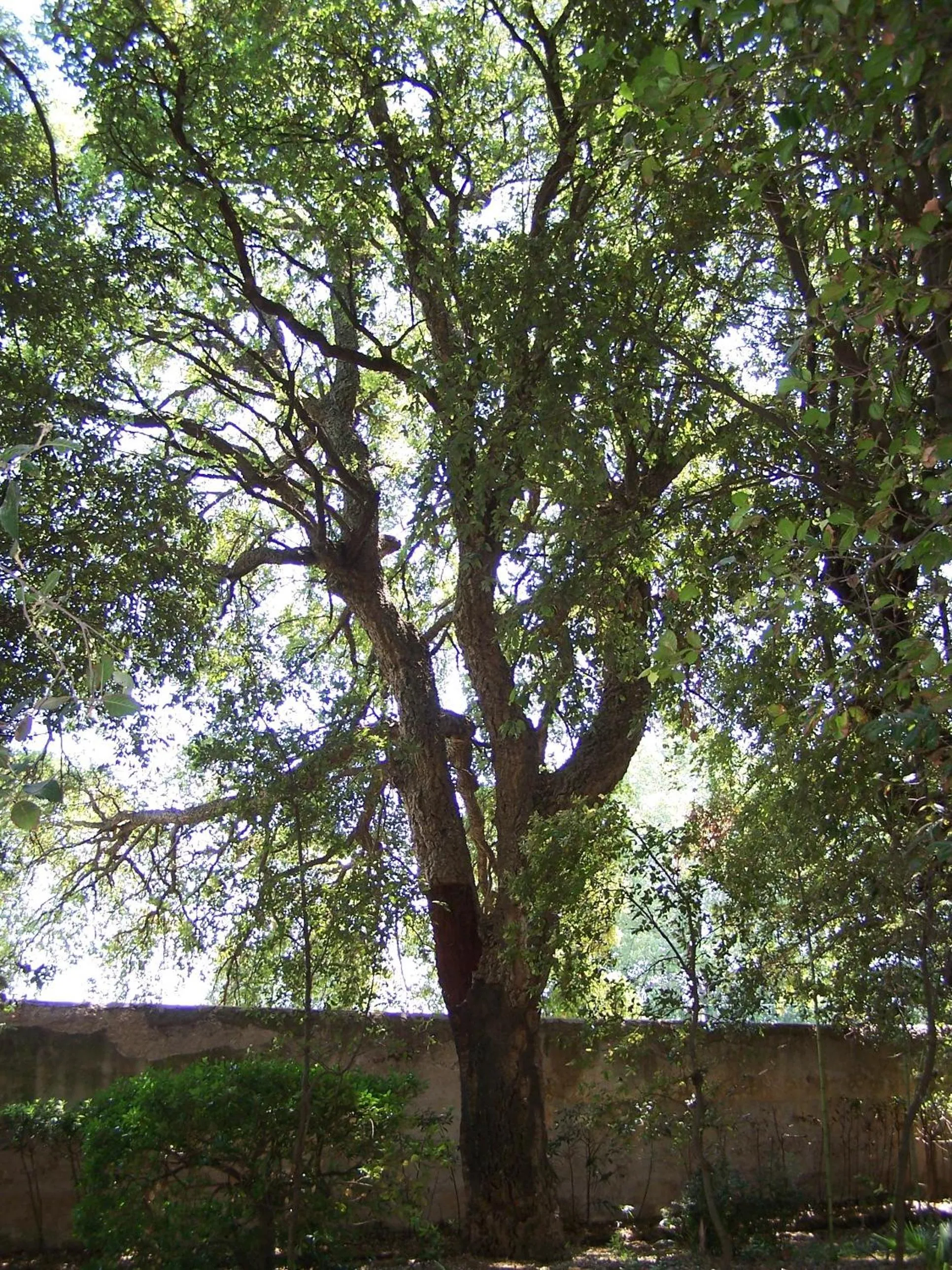 Garden in Villa Graziani