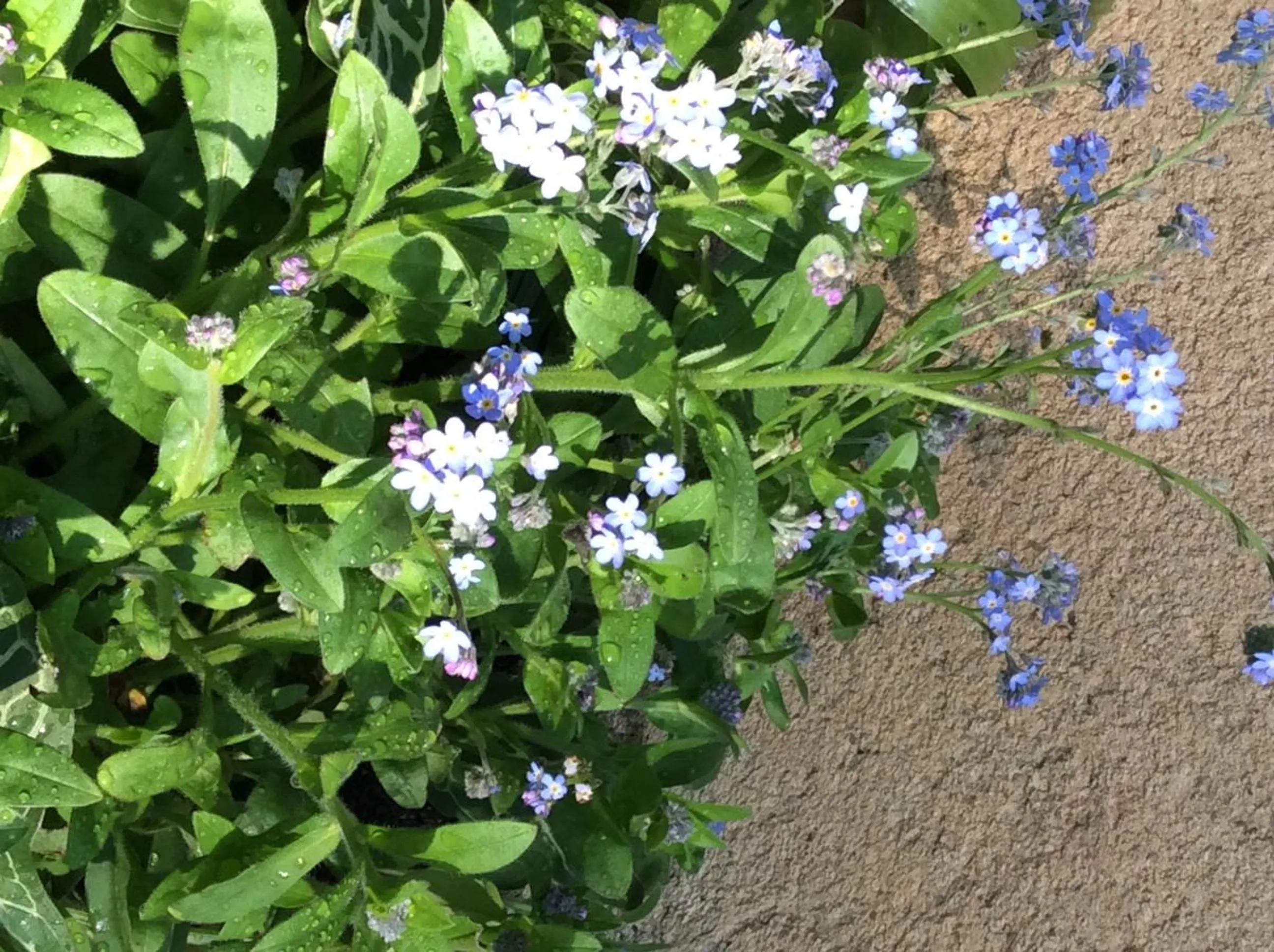 Garden in Les Cabanes de Do