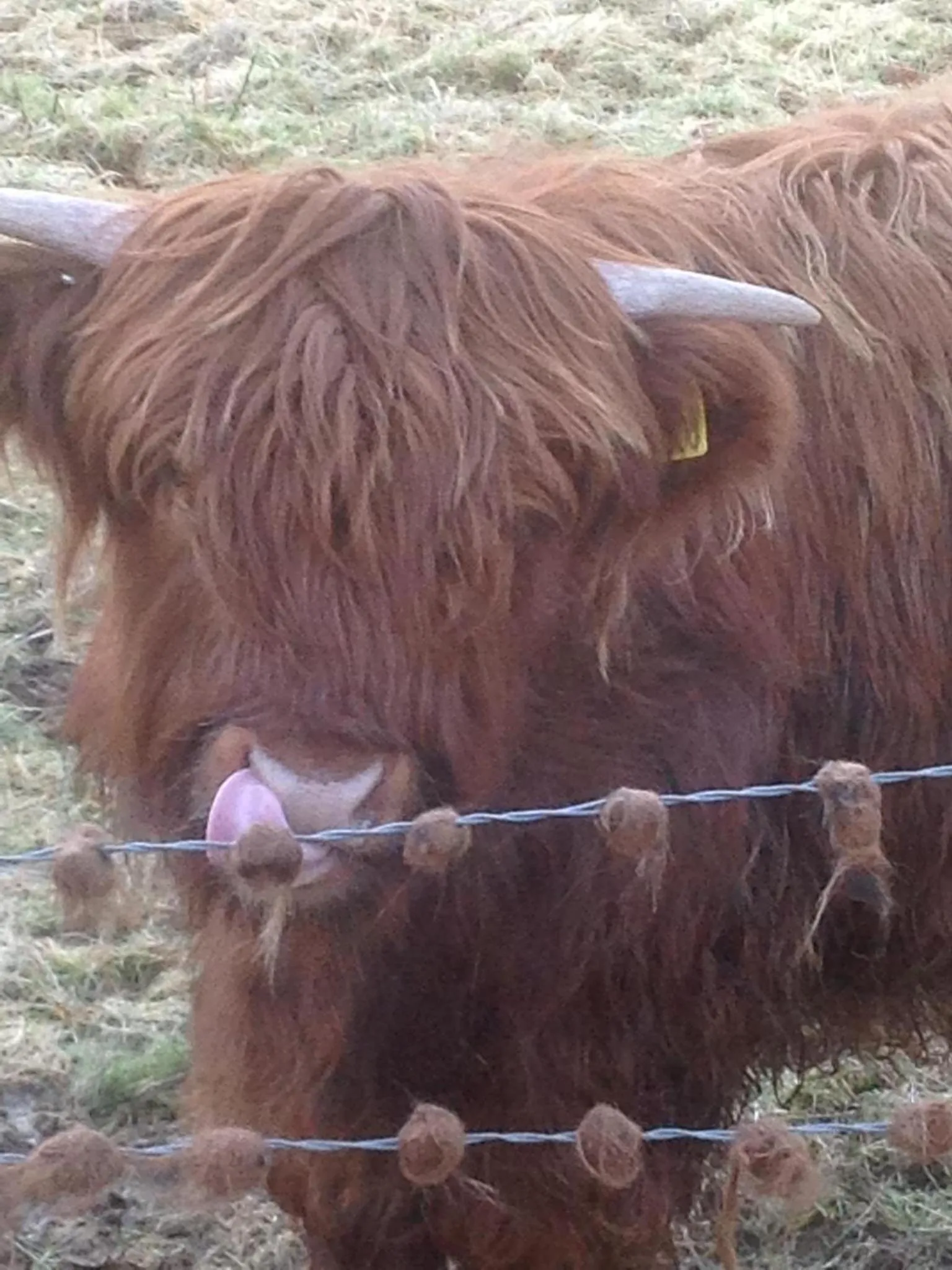 Animals in Cuil Na Sithe