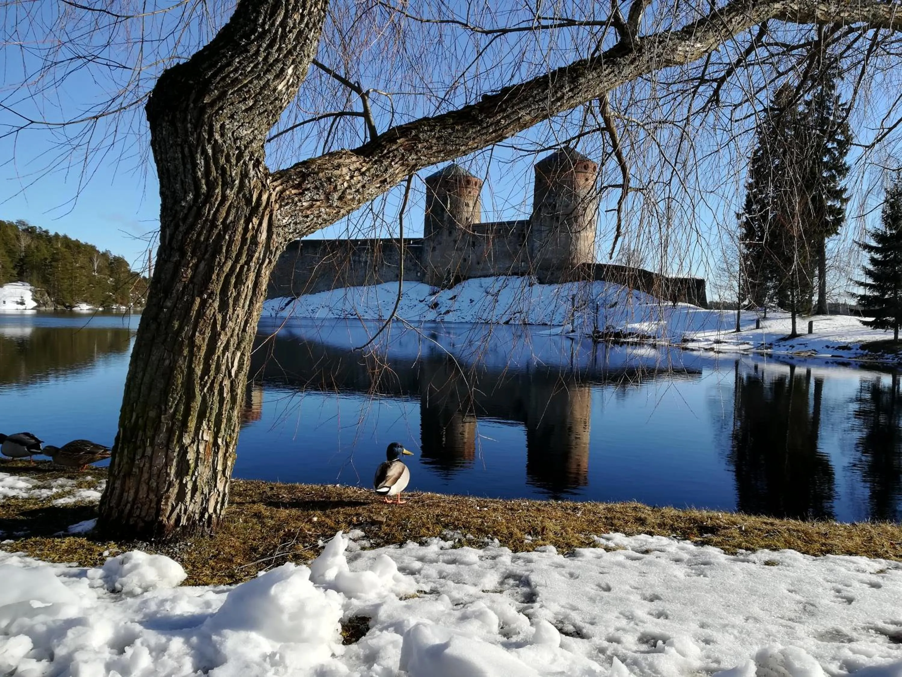 Natural landscape in Savonlinna Rentals