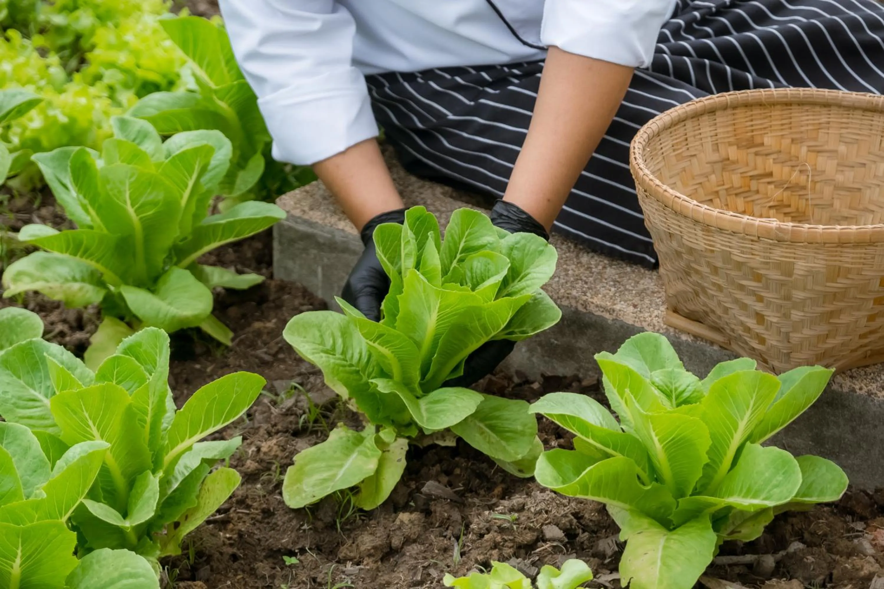 Lee Gardens Plaza Hotel - SHA Plus