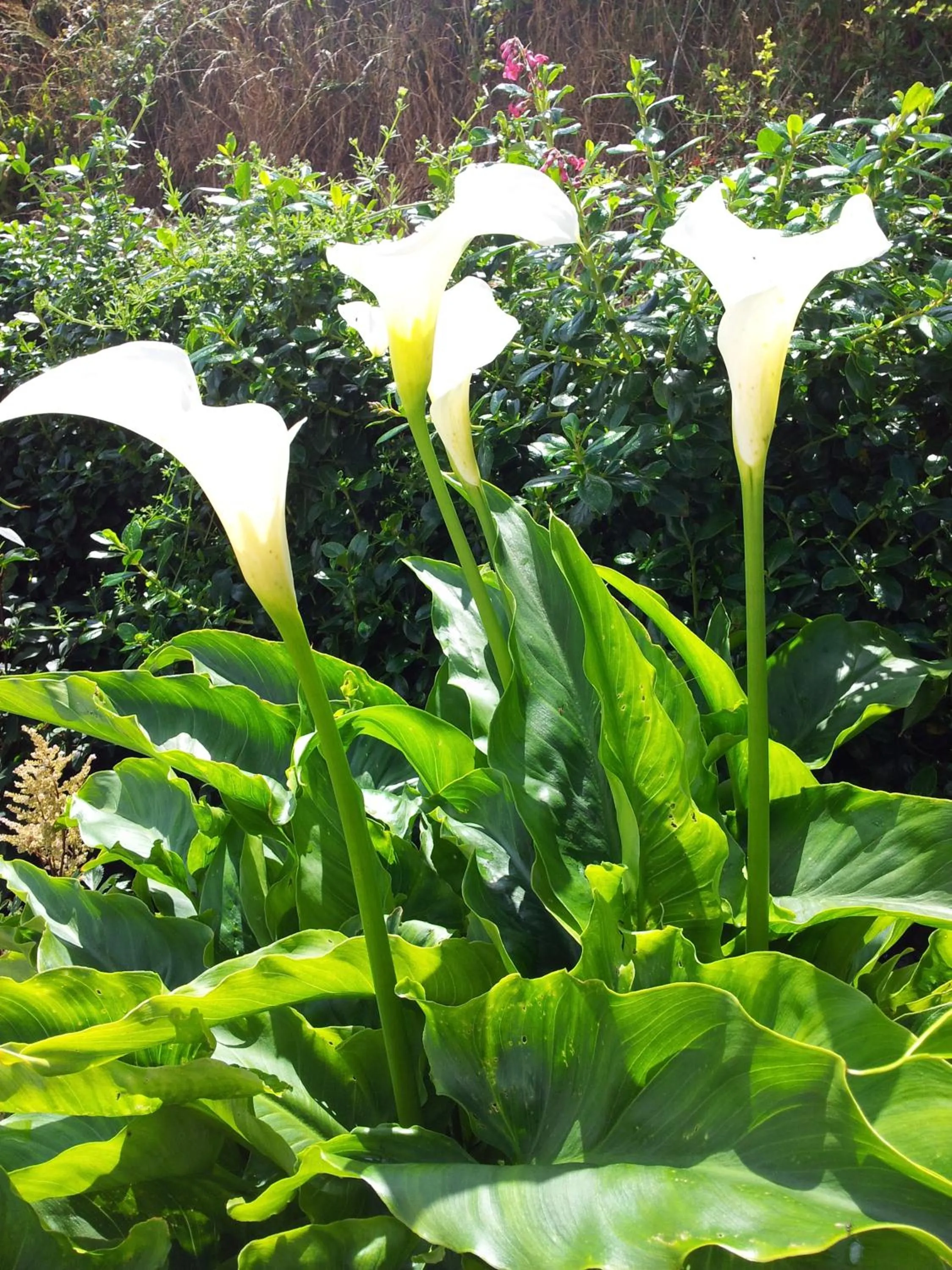Garden in Ocean Heights B&B