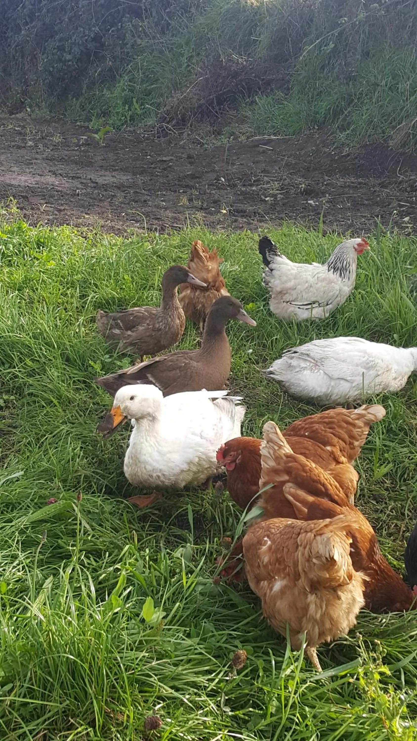 Animals in Ocean Heights B&B